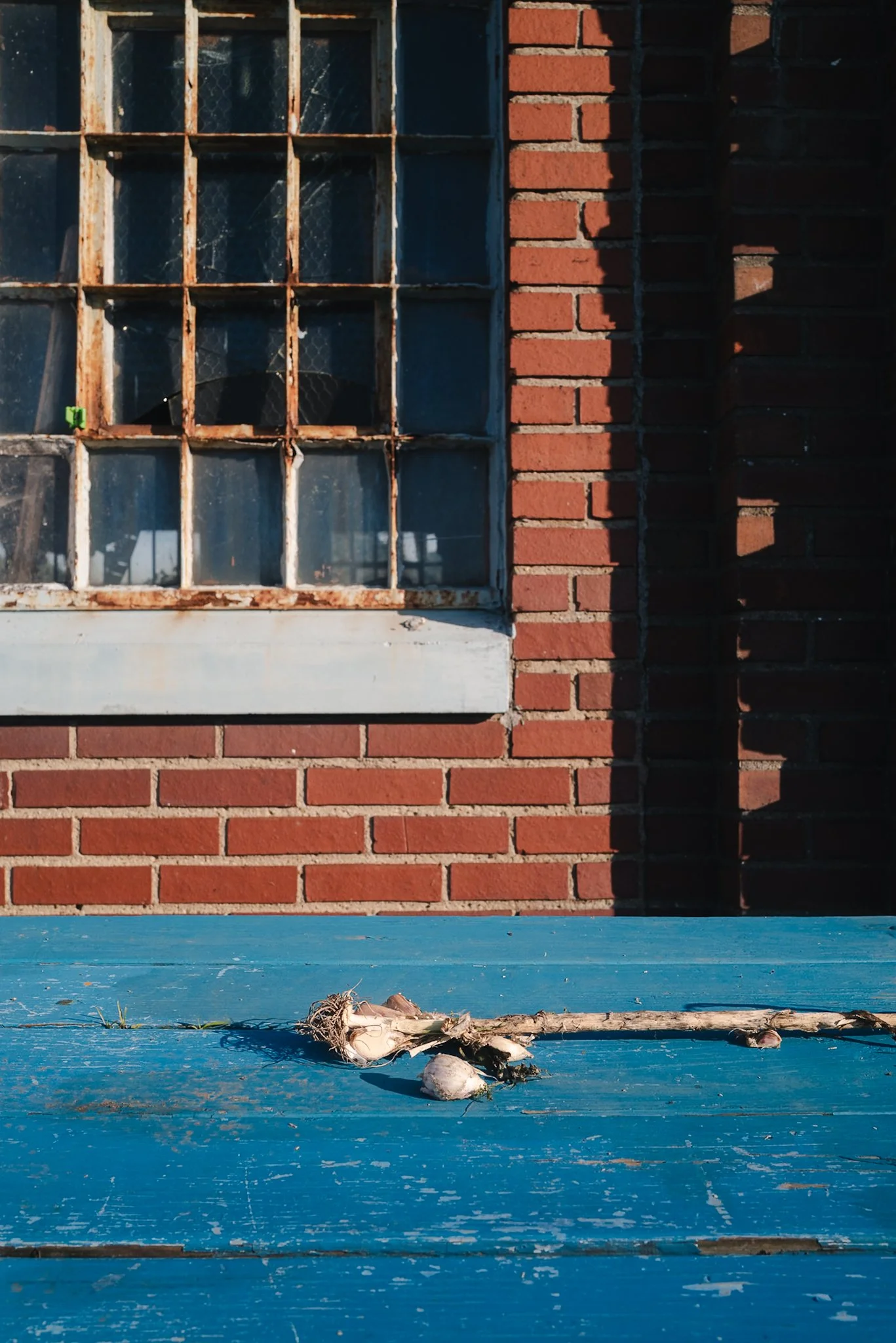 A dead rat lying on a blue wooden surface in front of a red brick wall with a window. The window has a rusted metal grid and some broken glass.