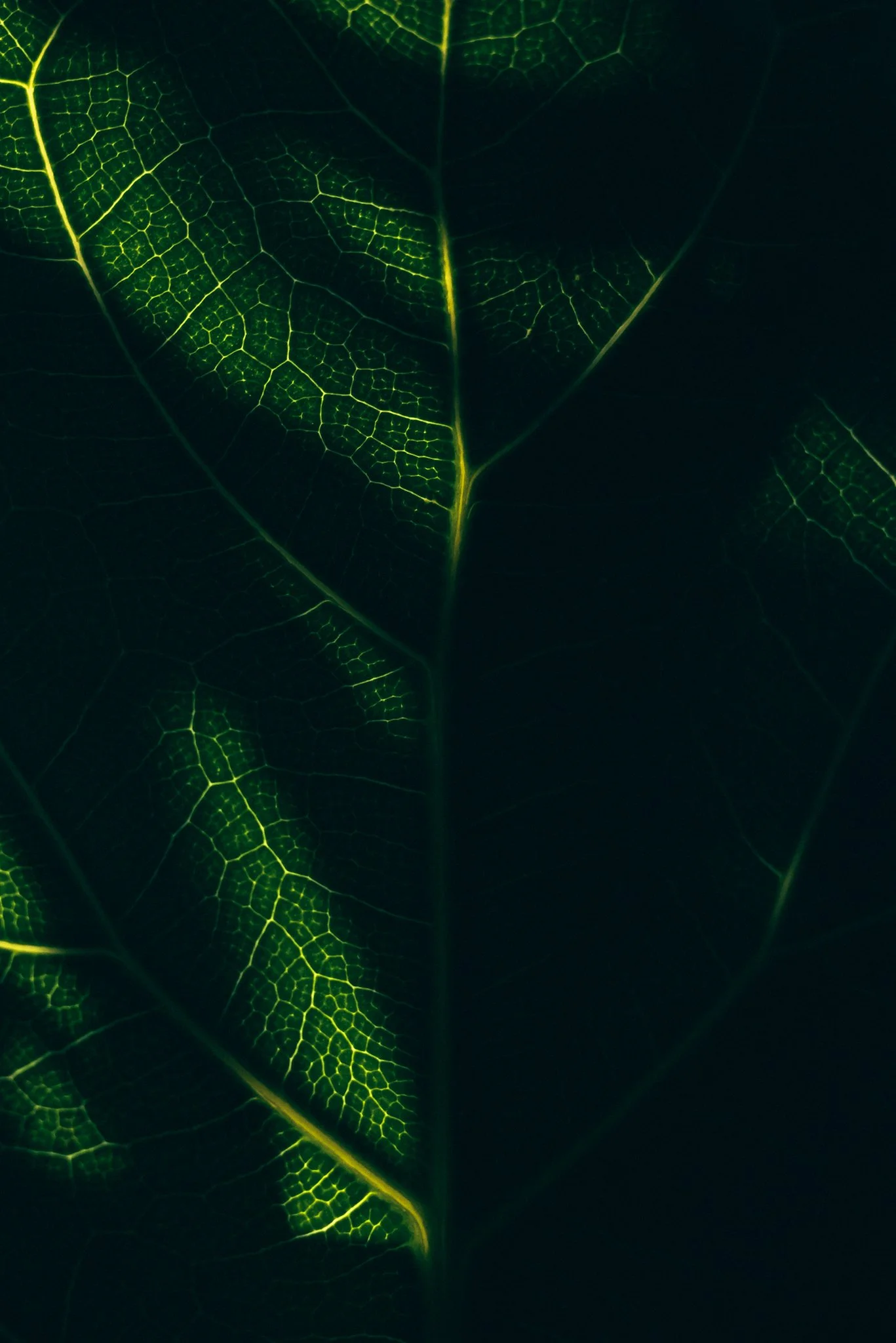A close-up photograph of a fiddle leaf fig leaf, showcasing its prominent pinnate veins and leathery texture illuminated by soft backlighting that creates dramatic shadows and glowing highlights along the leaf's fiddle-shaped contours.