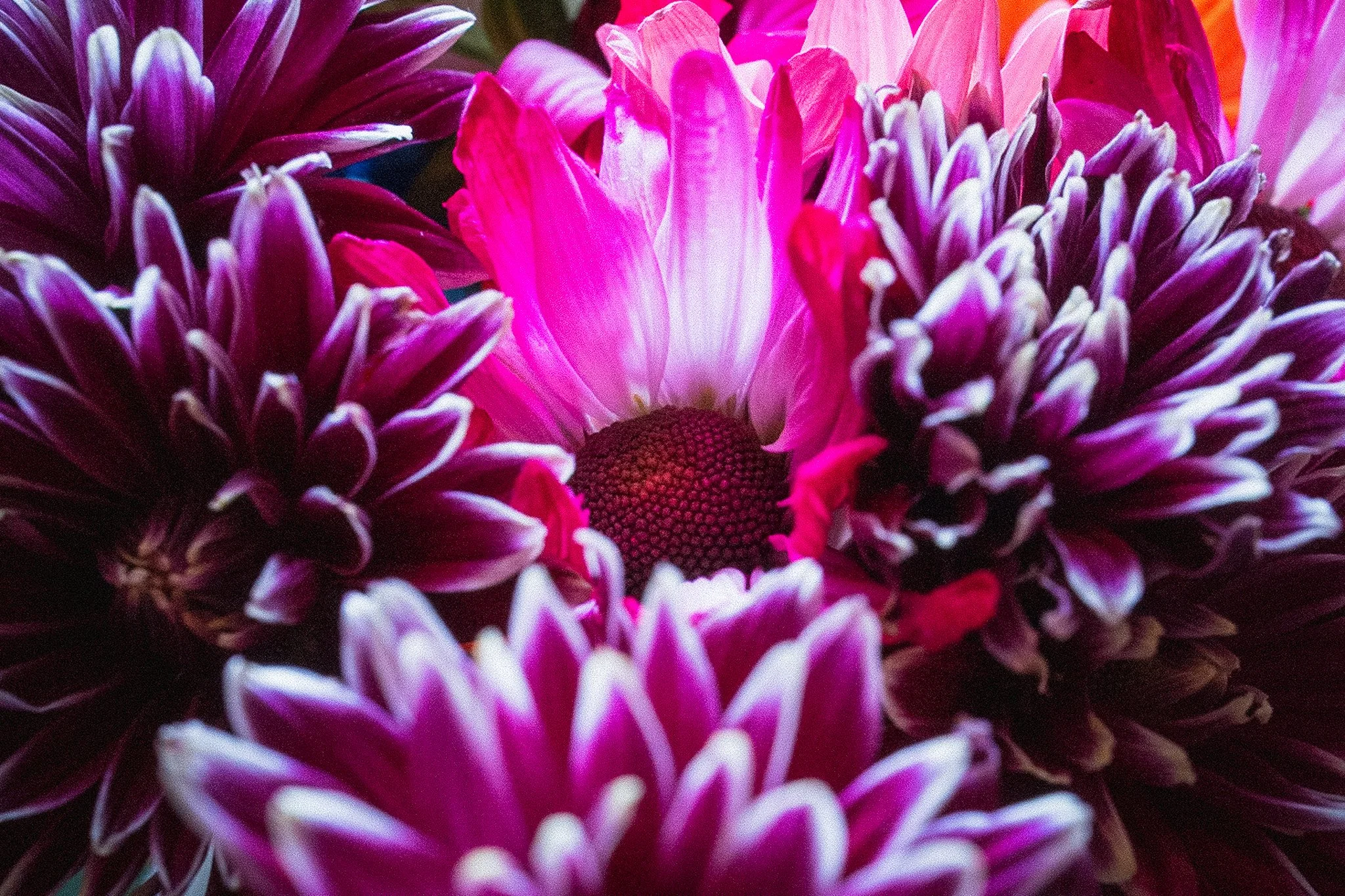 Close-up of vibrant pink, purple, and white dahlias with layered petals.