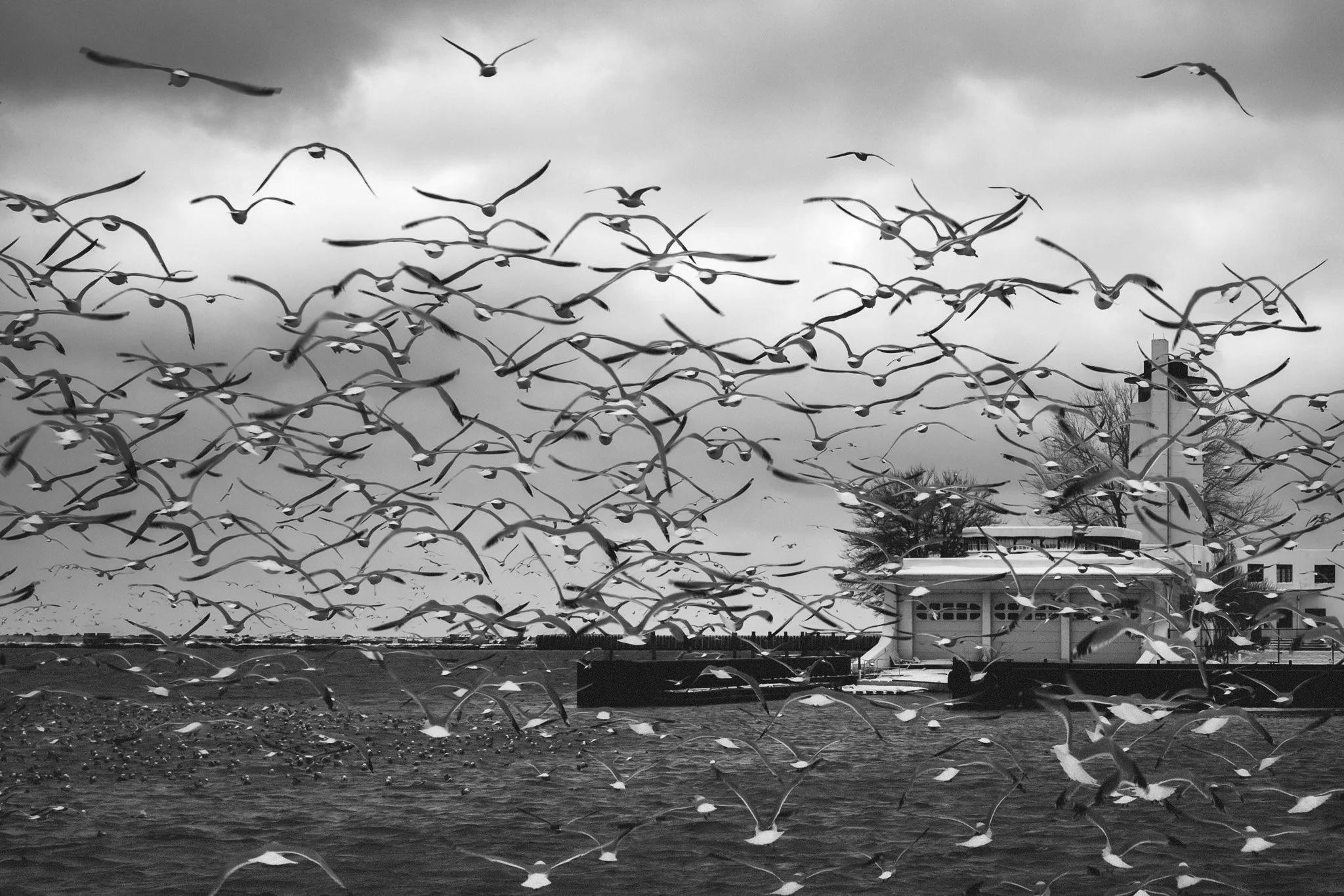 A black-and-white photo of a dense flock of birds flying across the frame in front of a waterfront house and pier under a cloudy sky.