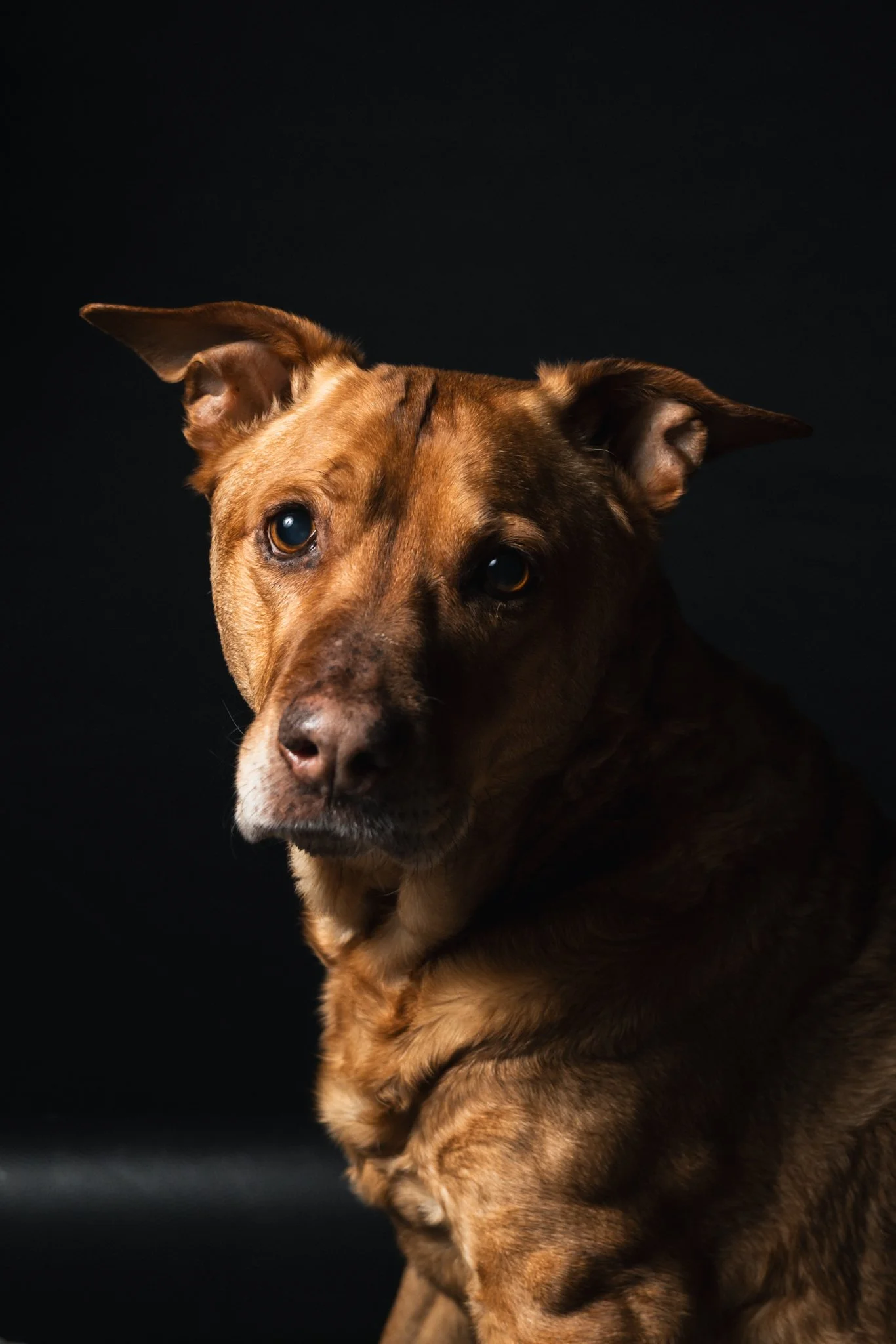 A portrait of a brown dog with soft lighting against a dark background, highlighting the dog’s expressive eyes and calm expression.