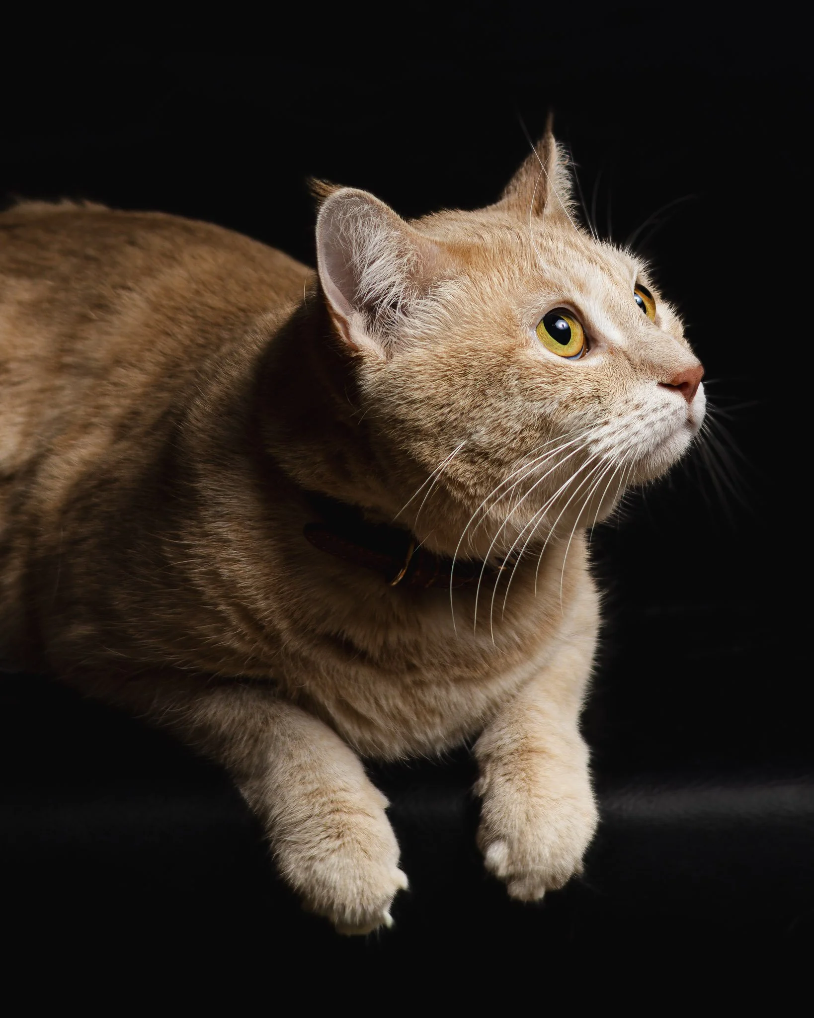 An orange tabby cat lying down against a black background, looking upward with wide yellow eyes.