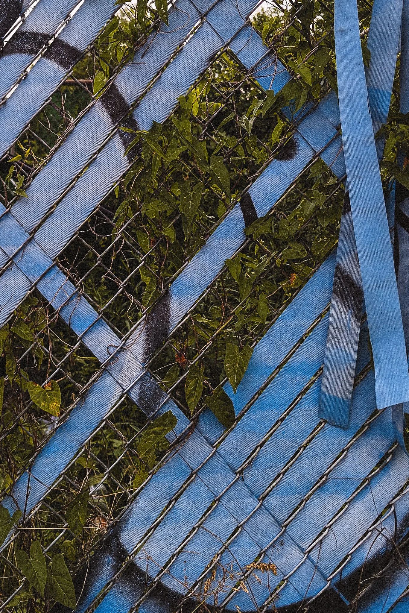 A chain-link fence with diagonal blue plastic strips and green leafy plants growing behind it.