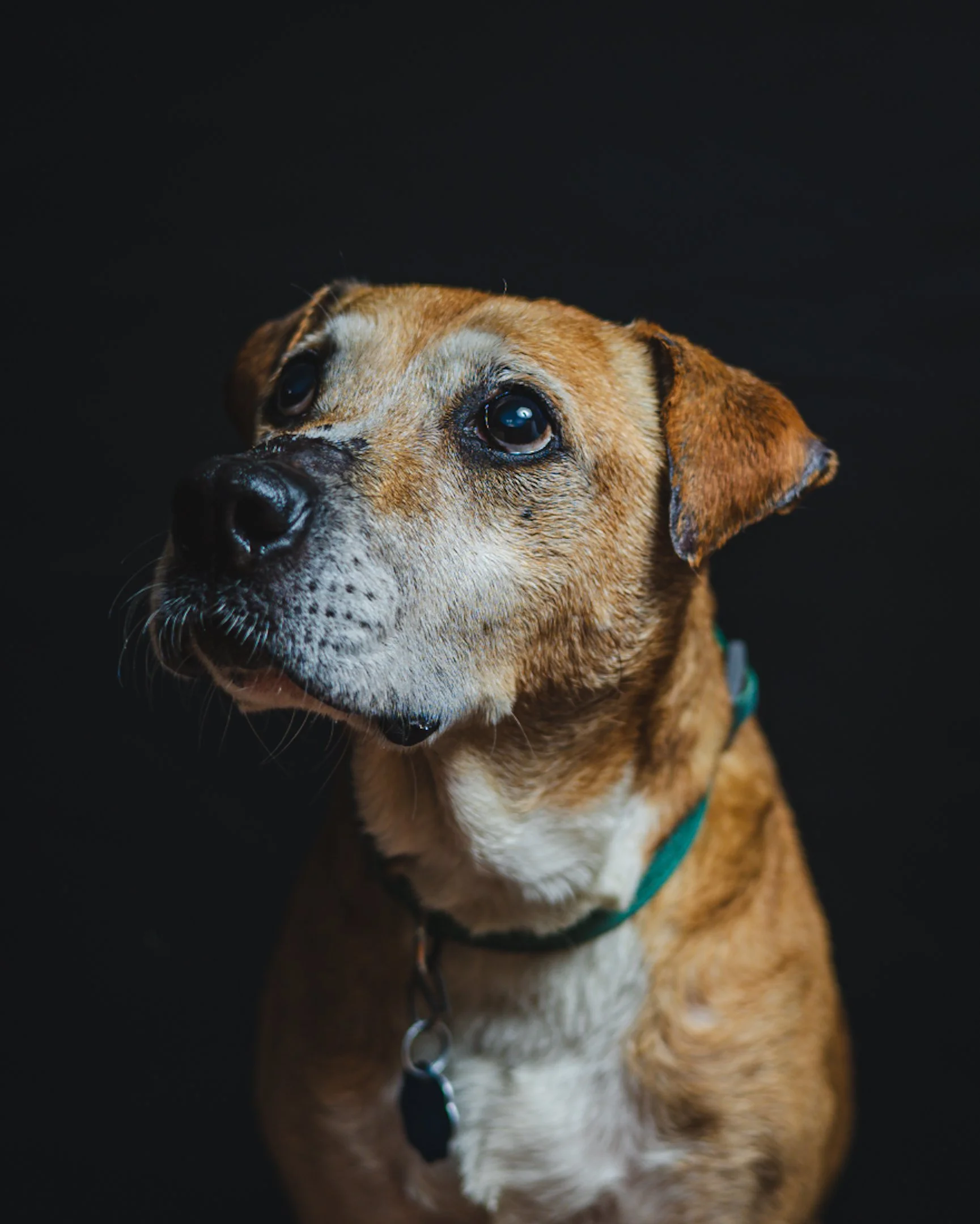 A brown dog with a black nose and white markings on its face, wearing a green collar, against a black background.