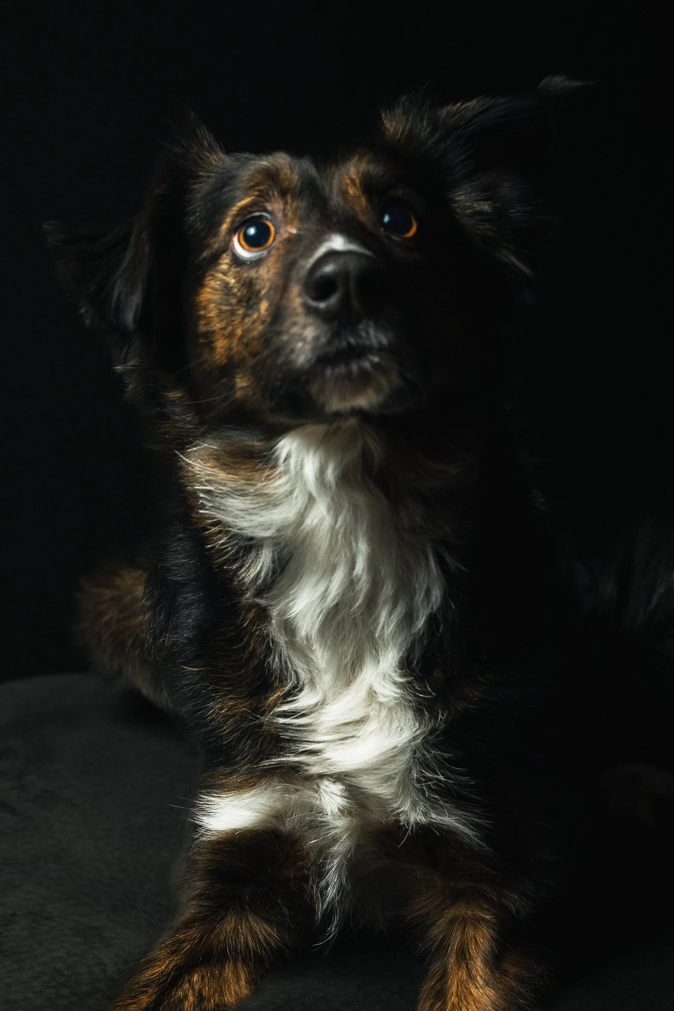 A close-up portrait of a dog with black, brown, and white fur, looking slightly upward against a dark background. Dramatic lighting highlights the texture of the dog’s face and coat, giving the image a studio-style, artistic feel.