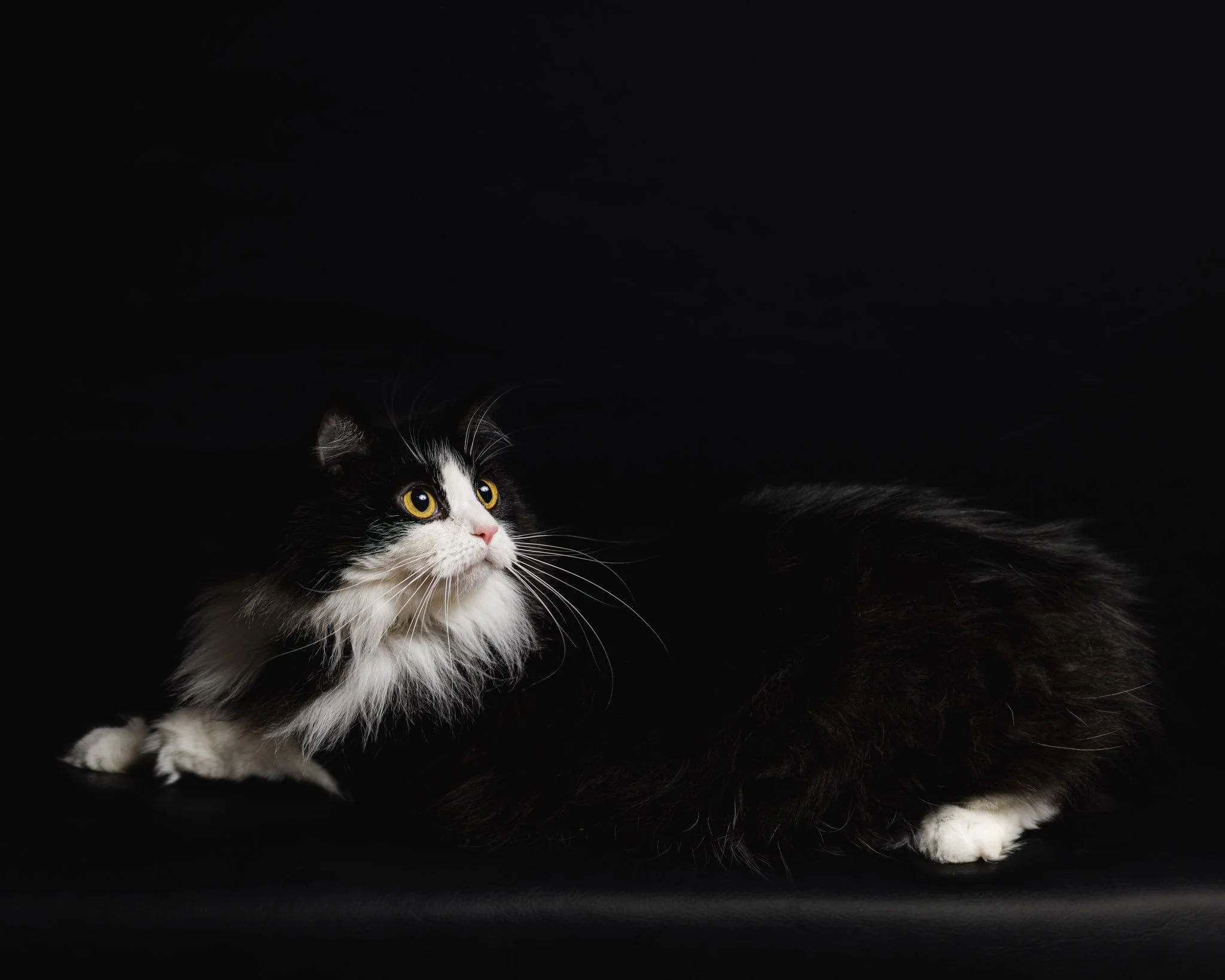 A black and white long-haired cat lying on a black surface against a black background, looking upward with yellow eyes.