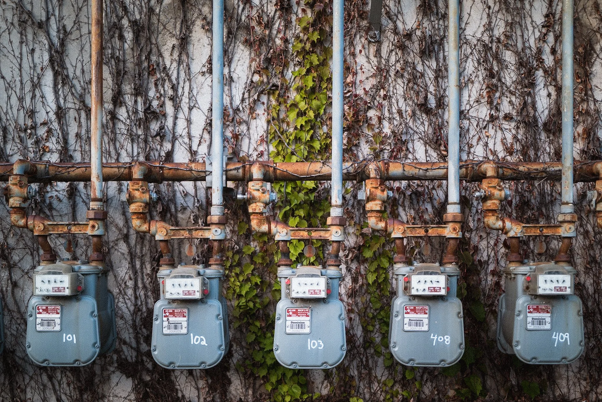 Multiple electric meters mounted on a wall overgrown with dried, leafless vines and some green ivy in the center.
