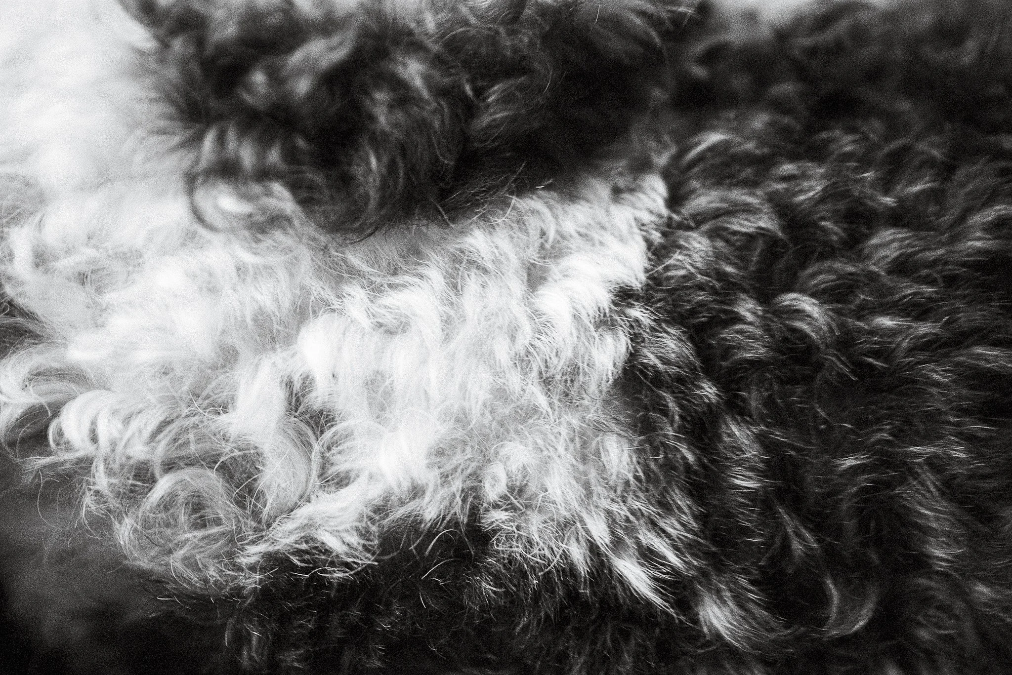 Close-up black-and-white photograph of curly fur, possibly of a dog or other animal, with detailed texture and variation in fur color.