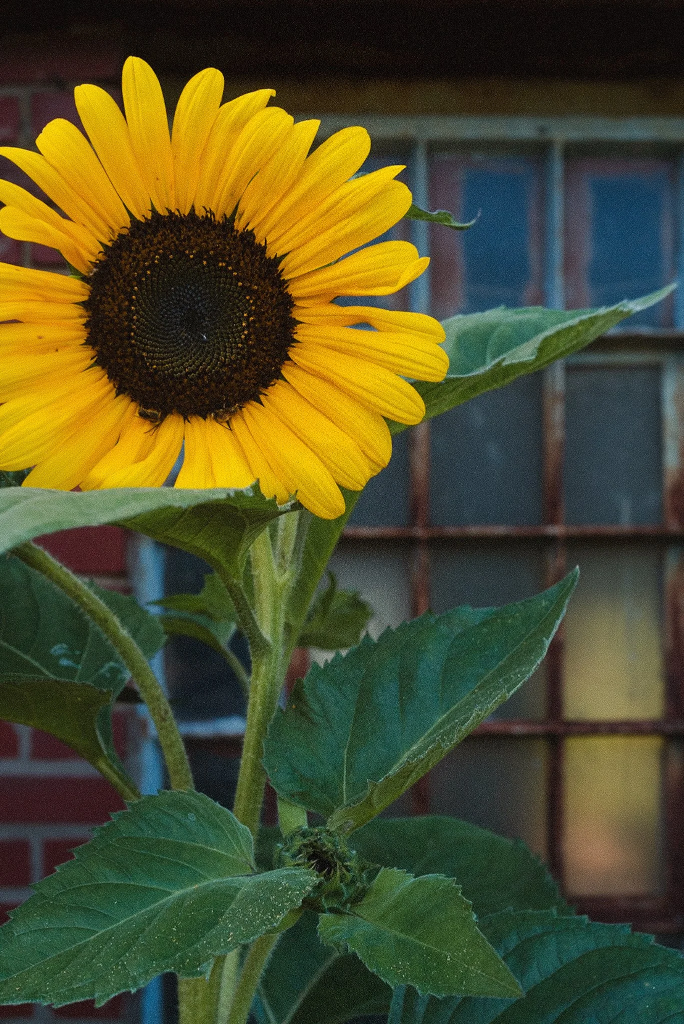 A close-up of a sunflower with yellow petals and a dark center, set against a blurred background of a red brick wall and window.