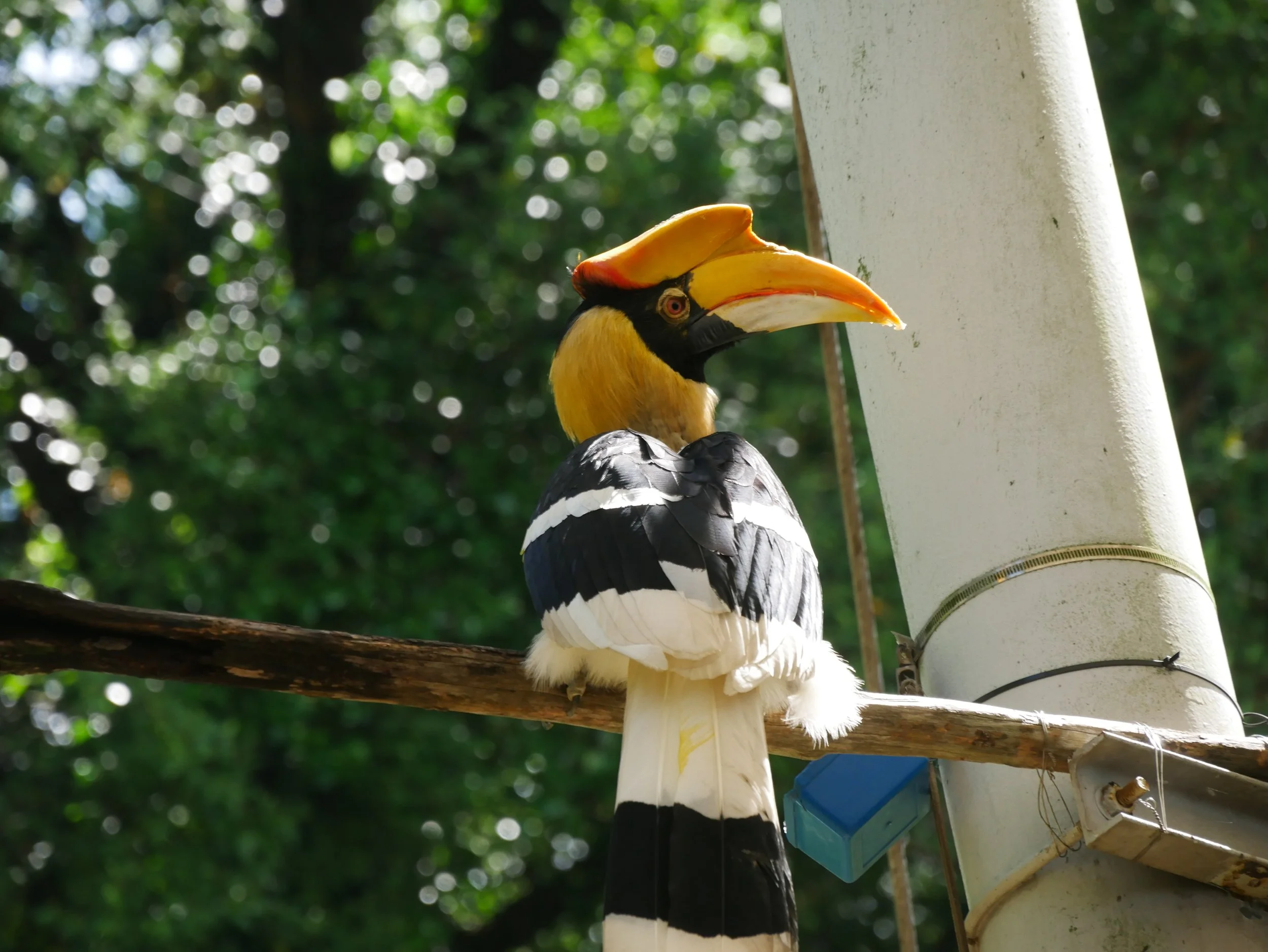 Great Hornbill Bird