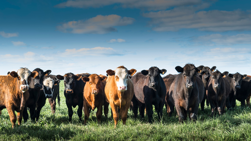 Cattle grazing on pasture in an example Facebook ad