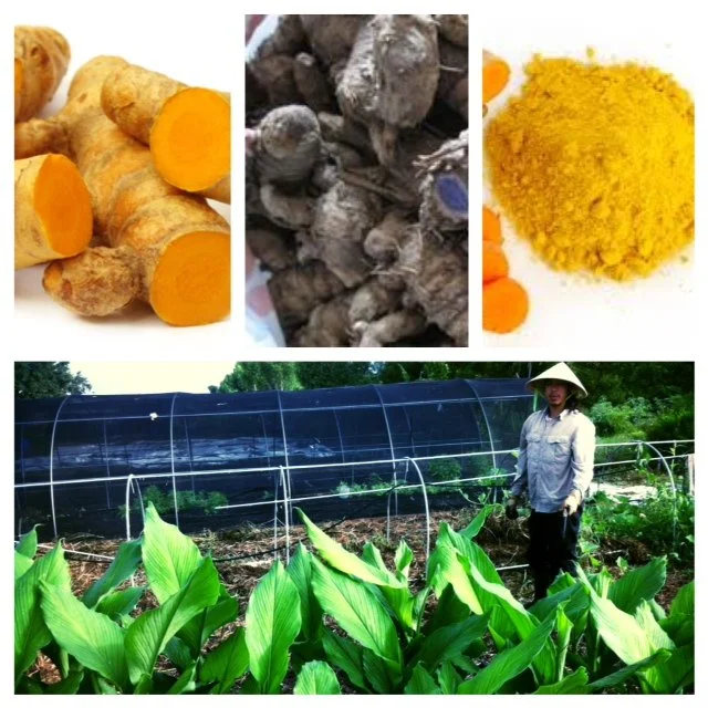 64.turmeric.jpg
