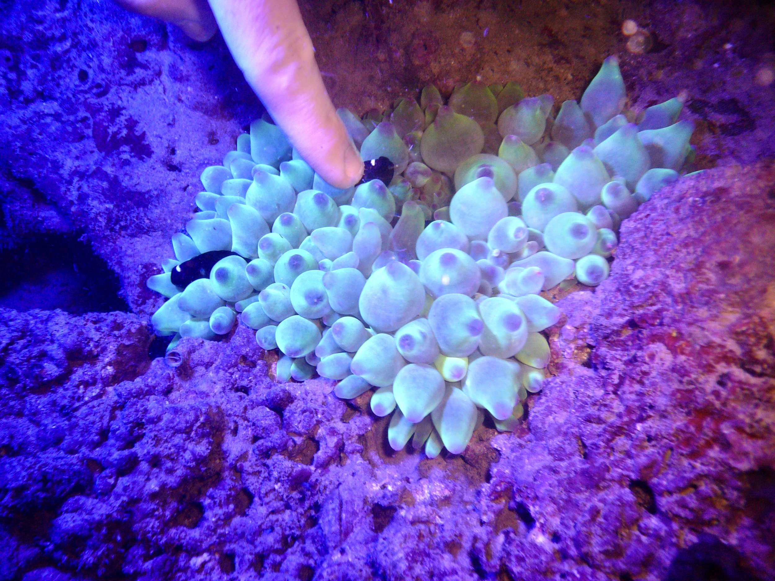 An underwater view of a purple anemone with tiny black clown fish hiding