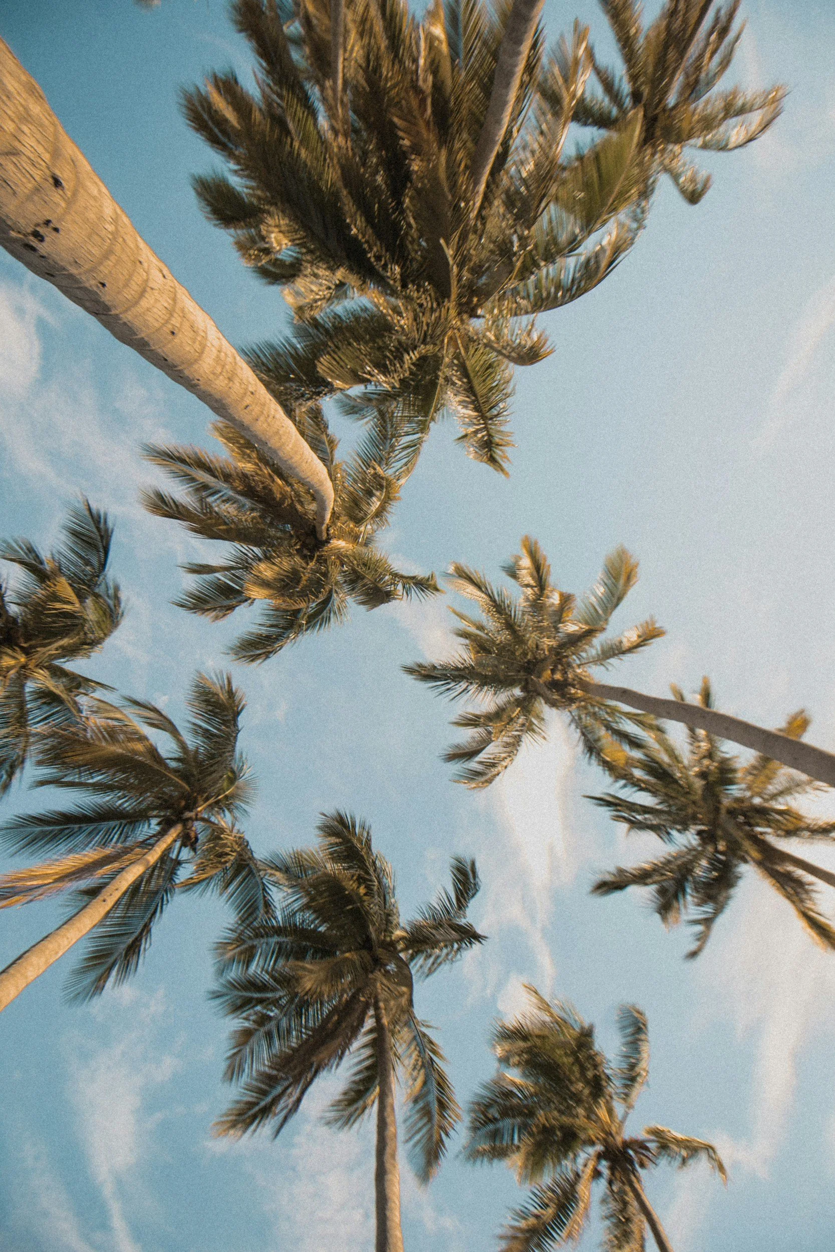 Looking up at tall palm trees against a blue sky with wispy clouds.