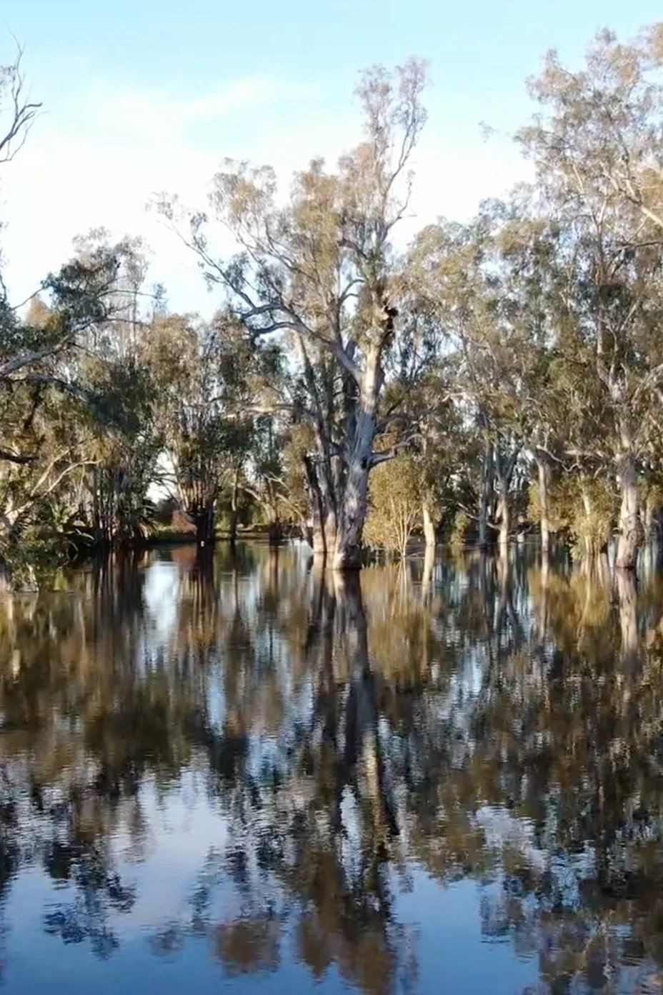 Flooded area with tall trees and their reflections in water during daytime.
