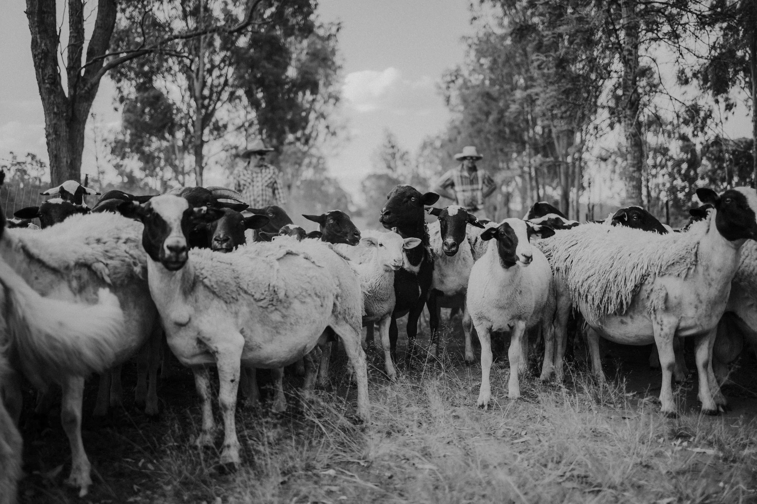 A group of sheep and goats gathered outdoors, with two farmers in the background, under trees on a farm or rural area, in black and white.