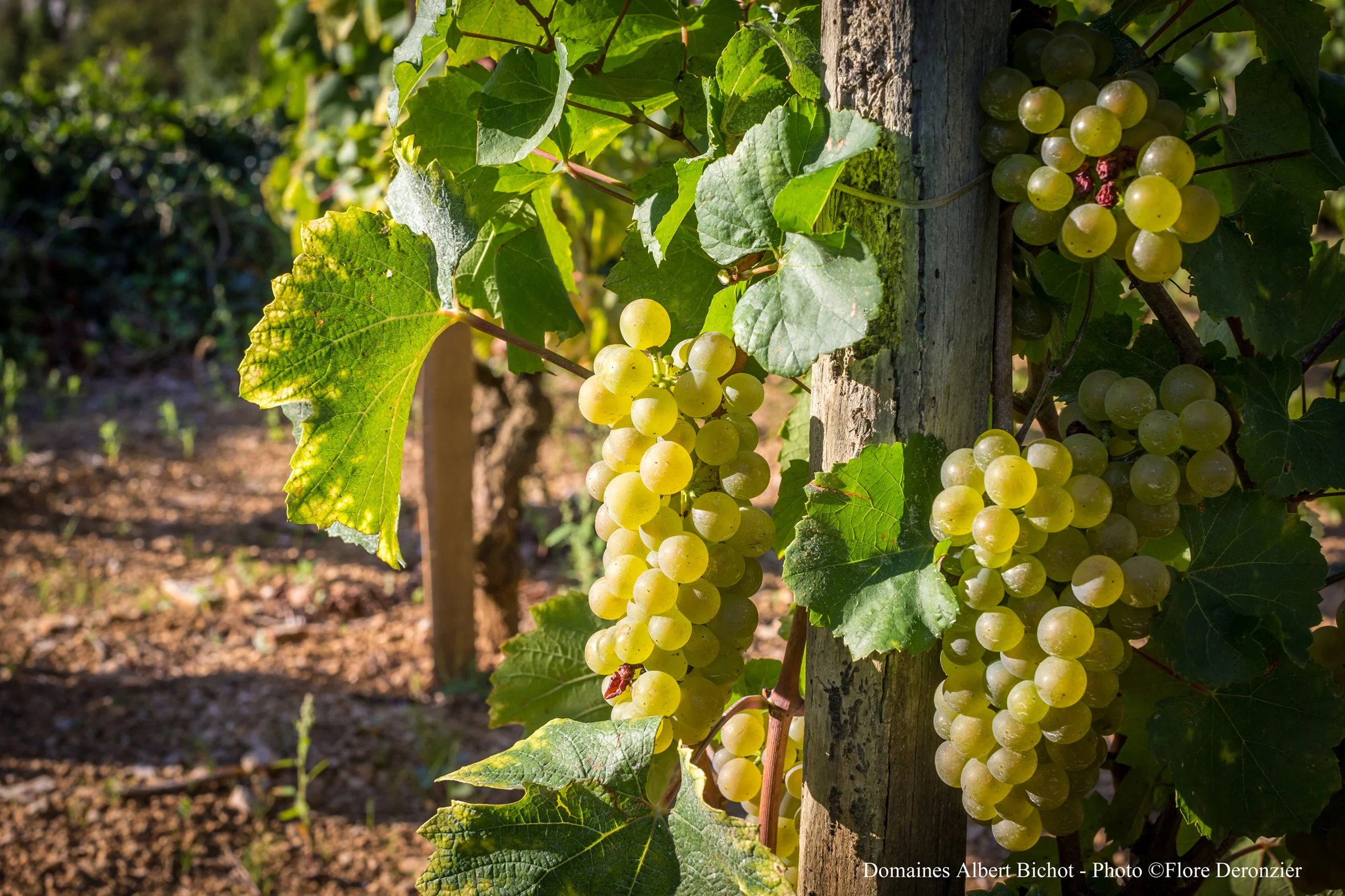 chardonnay-albert-bichot-2_1473686034.jpg