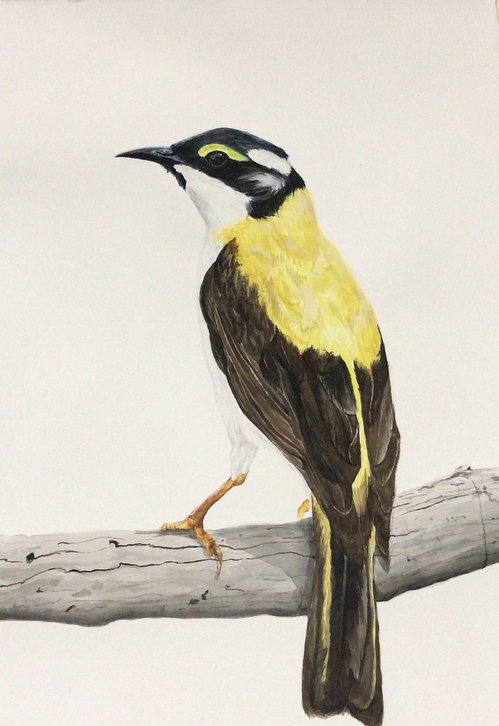 Lana Cooper, Black-Chinned Honeyeater, watercolour on art paper, 42 x 59cm. $800