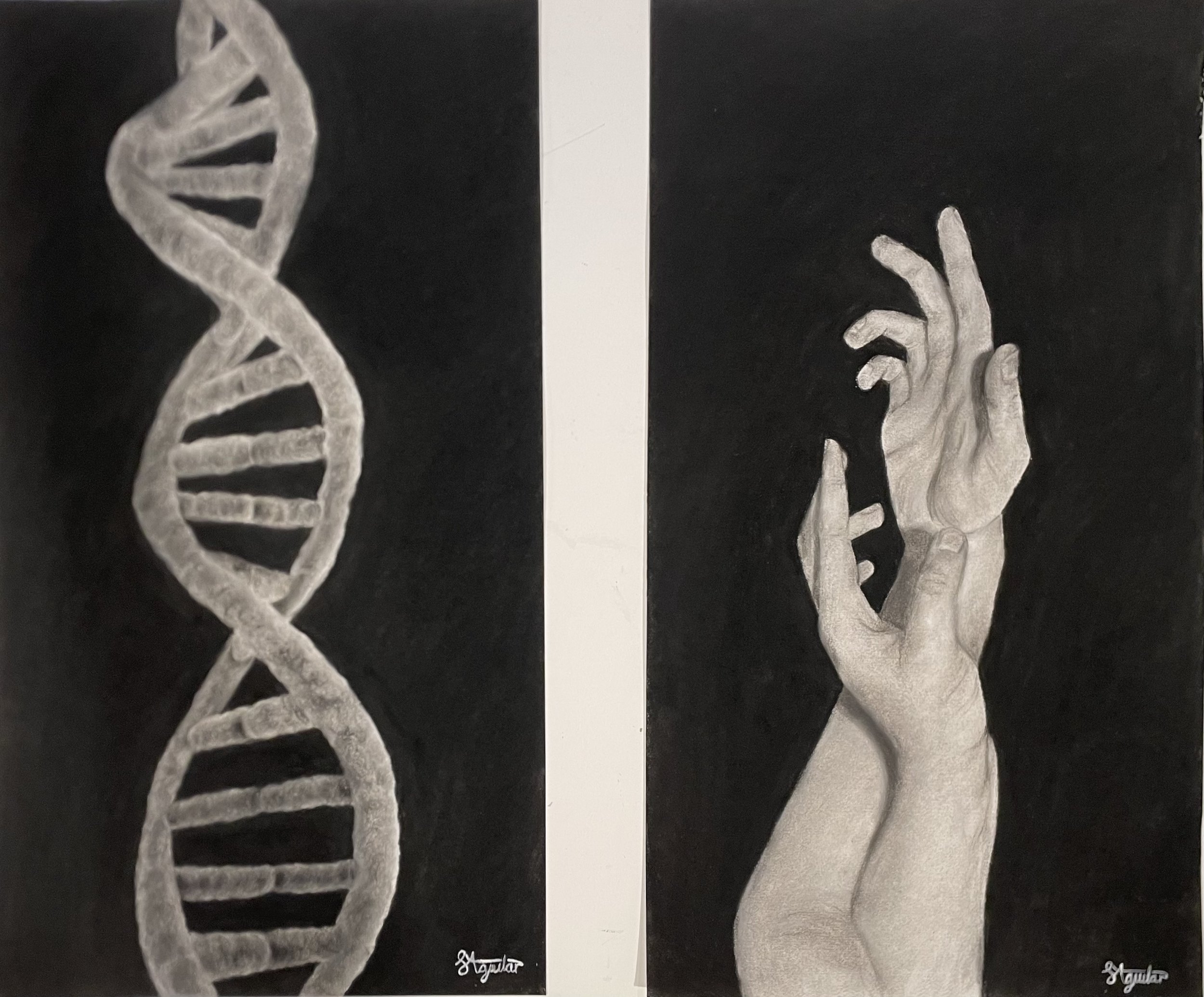 Samantha Aguila, Weaving, charcoal on paper, 55cm x 65cm (two pieces of paper, dimensions including space between). $860