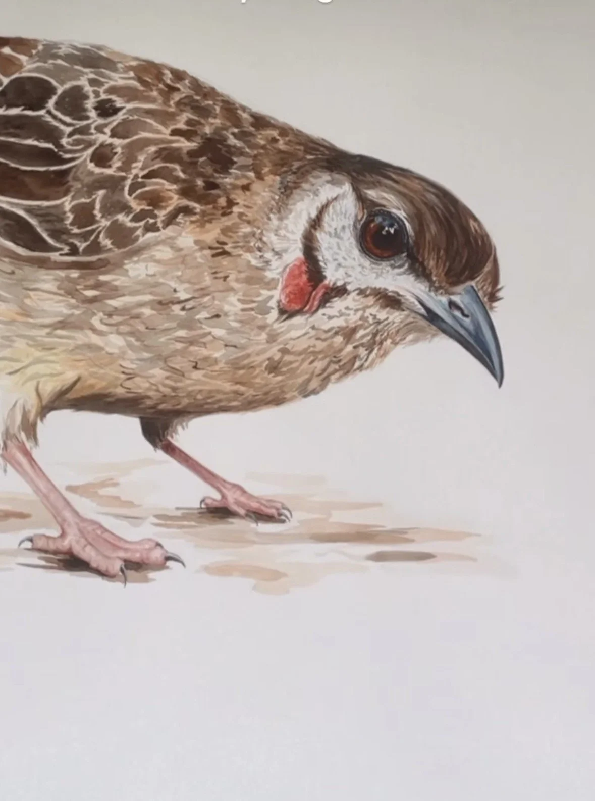 Lana Cooper, Curiosity, watercolour on paper, 90cm x 60cm.