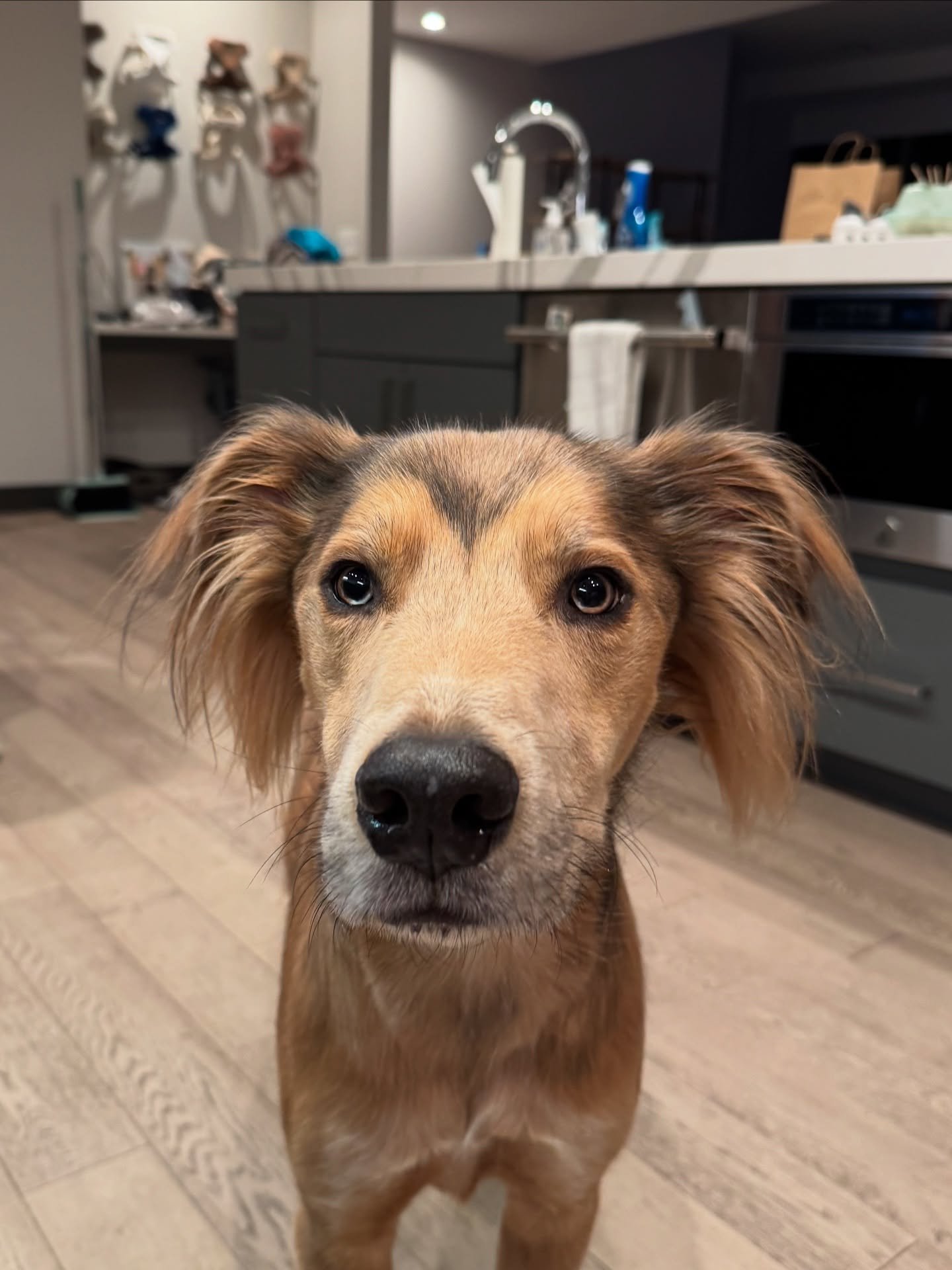 What was happening on the other side of this photo? Mom was giving my little brother Smokey some of MY chicken breast for dinner&hellip; and I was MAD. 😡 

#dog #chicken #tanneronthego #dogemotions  #youmadbro #funnydogs #cutedog #dogsofinstagram