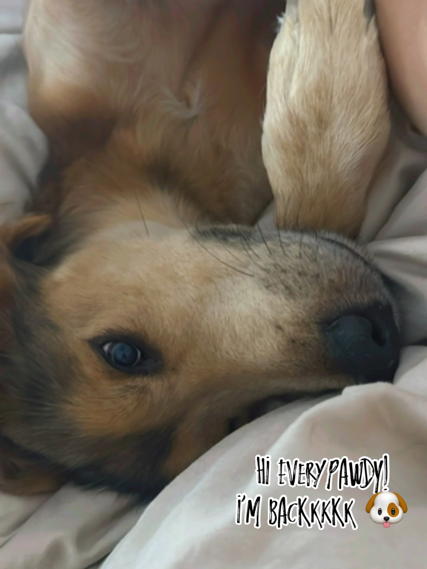 Hi EveryPawdy! Did ya miss me??? 😈 After a short little mental health social media break, momma &amp; I are back 🐾 we missed you guys 🤍

#socialmediabreak #imback #backatit #dog #dogsofinstagram #doggo #dogsofinsta #dogstagram #tanneronthego