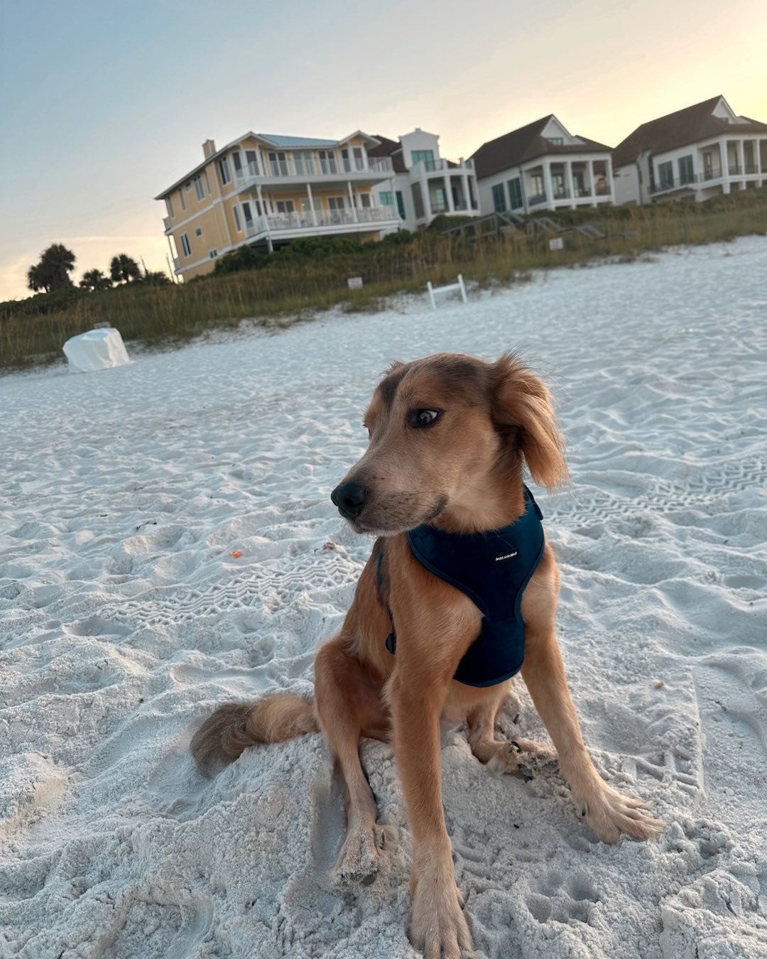 We hope all the pups in the world out there got some love for #InternationalDogDay this year 💙  and that our frens without a furever home were shown extra love 🐶 

#dog #dogofinsta #dogday #puppy #puplove