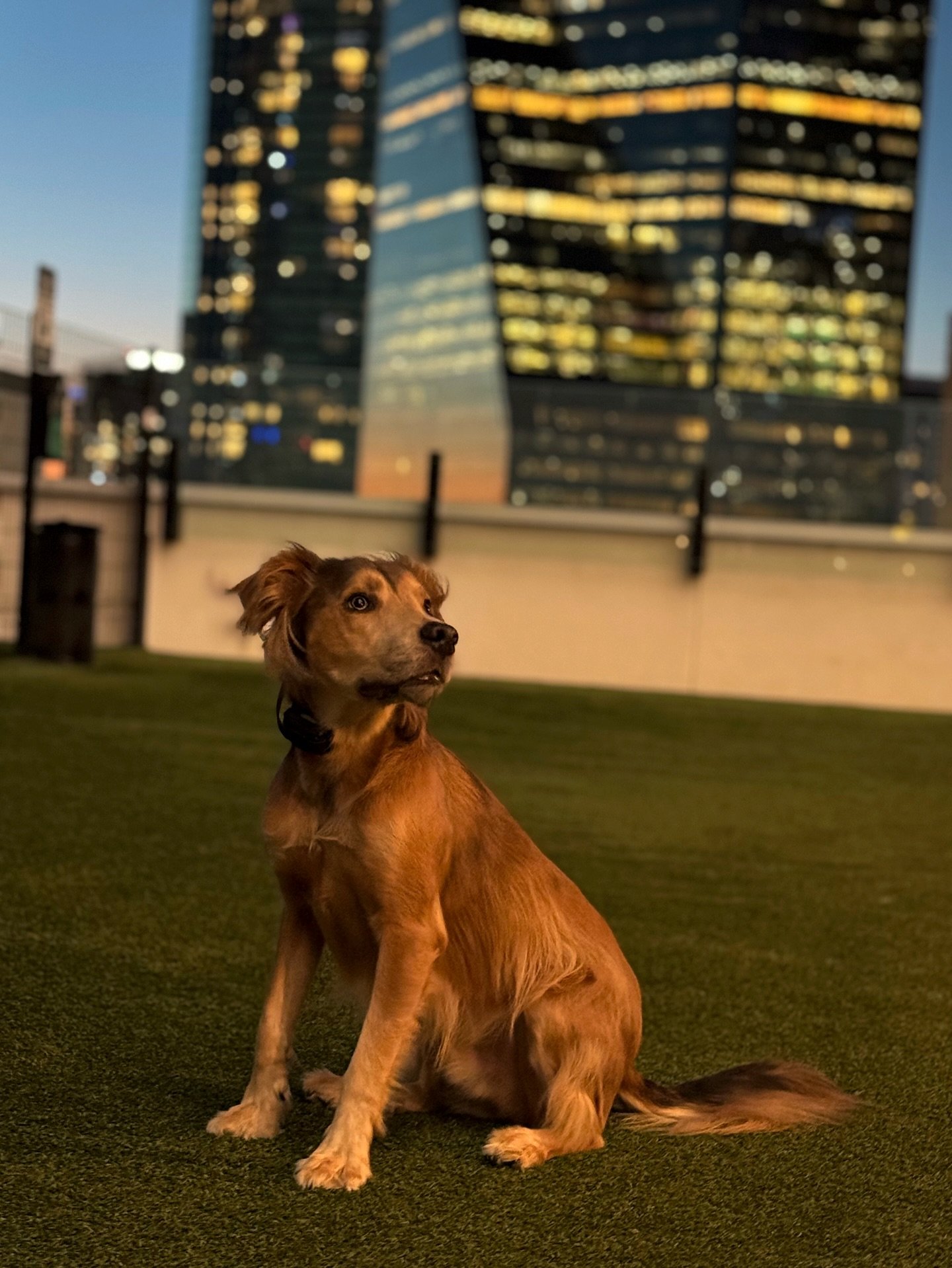 EVERYPAWDY! Tomorrow is my BARKDAY!!!! 
🎂 🎉🥳🎊🎁🐾🐶🦴😘

#dog #dogsofinstagram #doggo #dogsofinsta #dogstagram #dogslife #dogsofig #dogsarethebest #dogphotography #dallas #dallasdogs #cutestdogever #cute #fyp #bestdogever #skyline #photography #s