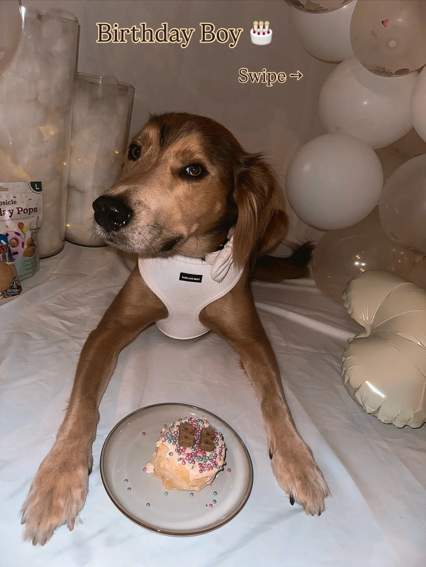 Birthday Boy&rsquo;s pup-cup cake in a microwave! Swipe for Tanner&rsquo;s Thoughts&hellip; 

Also, NGL - this cake smelled delicious - will share full reel and link on Amazon 😉