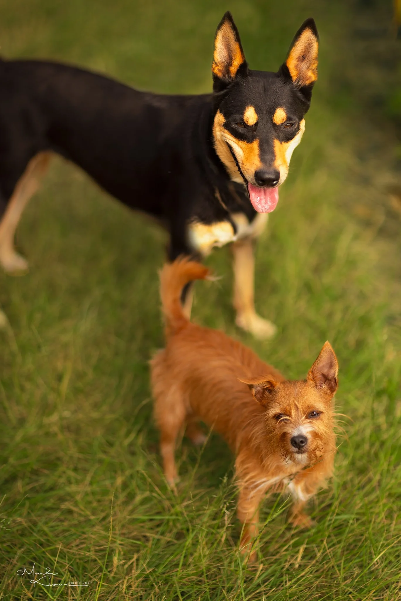 Poppy (top) and Billie Clementine (bottom)