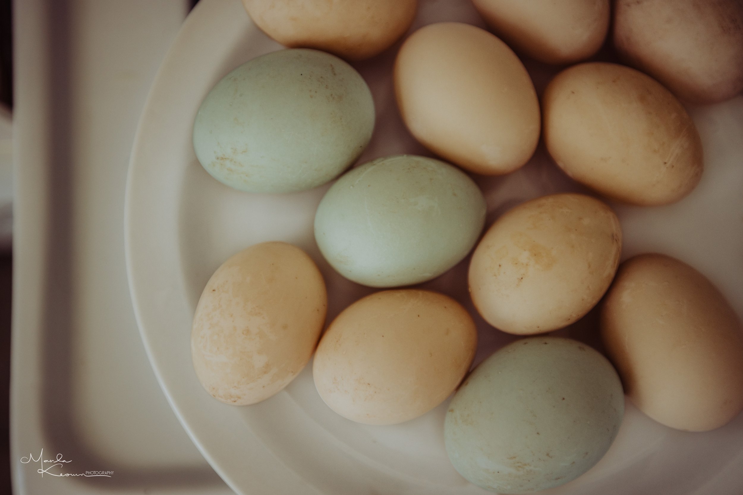 Egg Nutrition