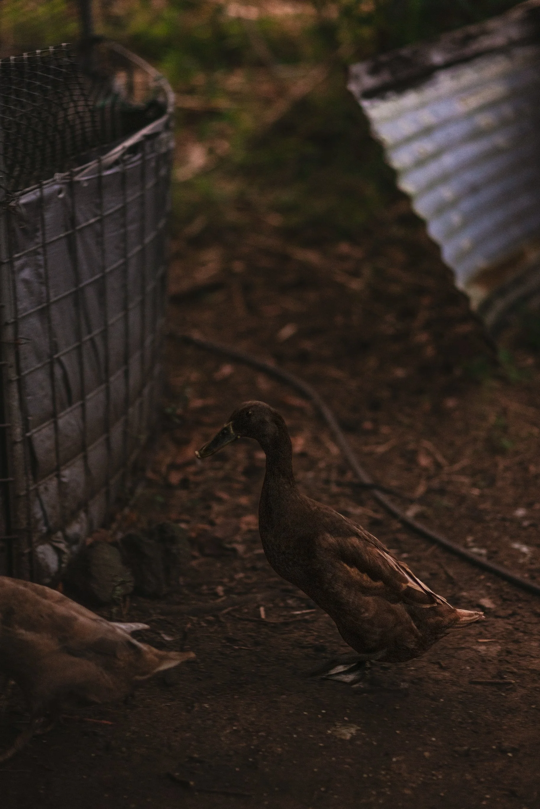 A Rancher’s First Goodbye
