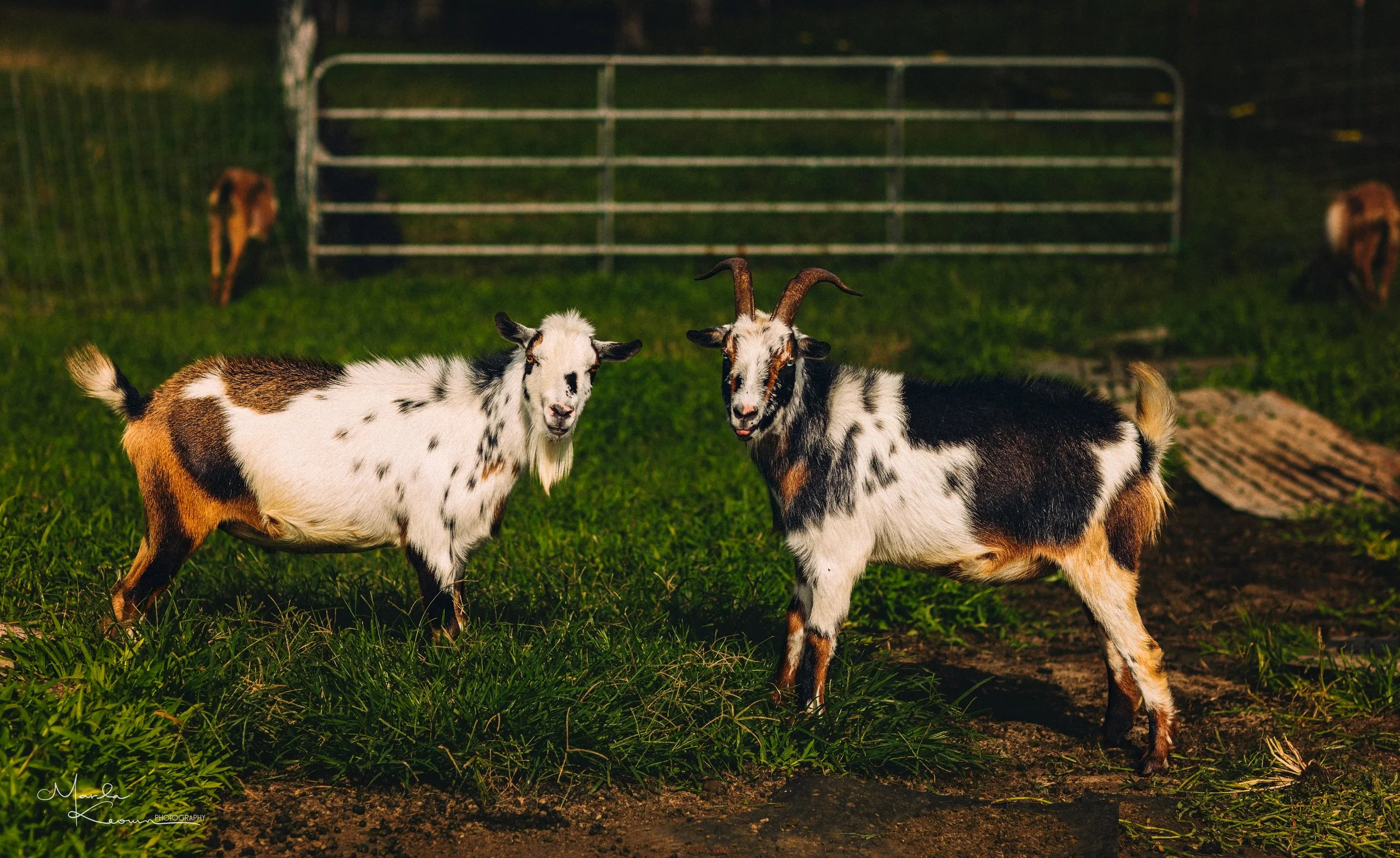 Splashy Boy (Left) & Pickles (Right)