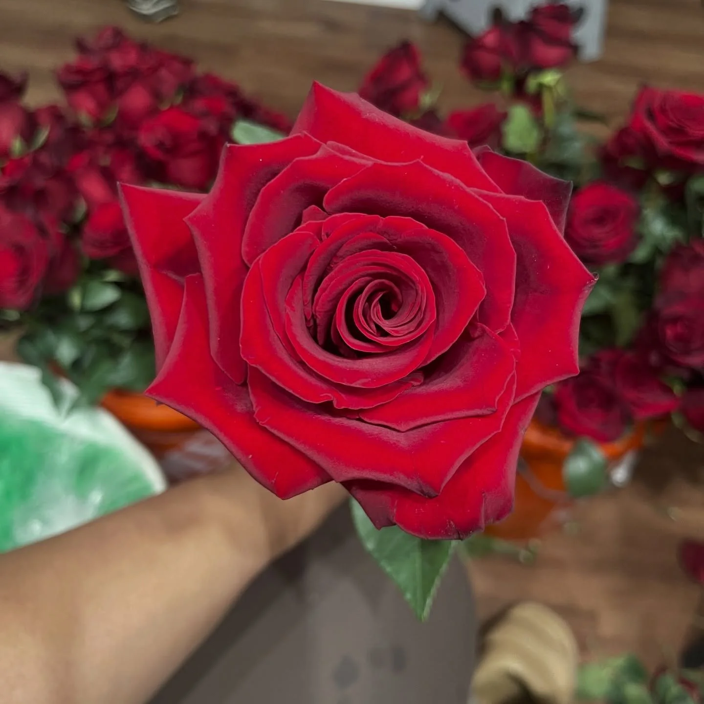 nothing says i love you like a gorgeous red rose 😍🥰

xoxo the petal pusher.