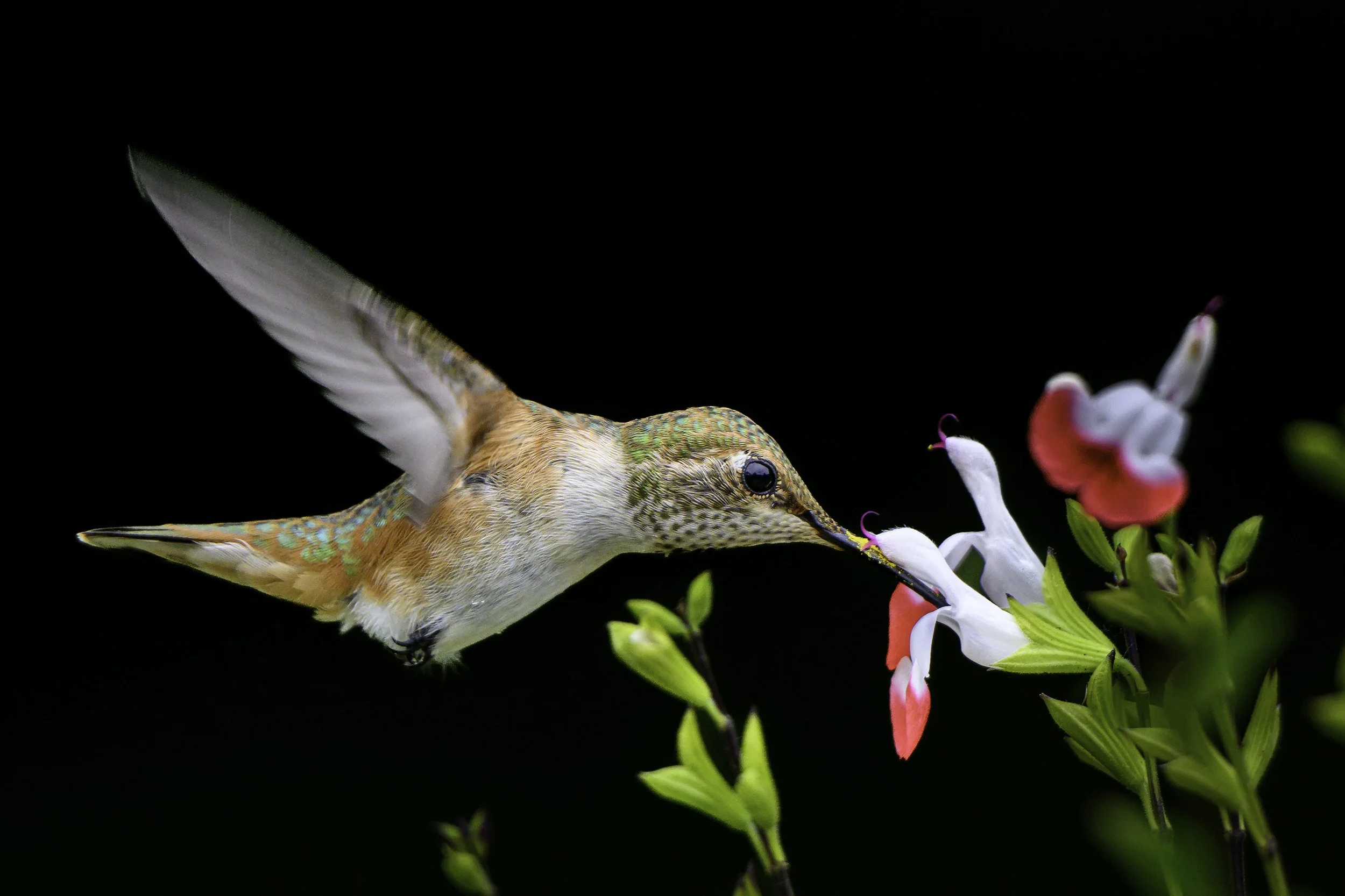 Rufous Hummingbird