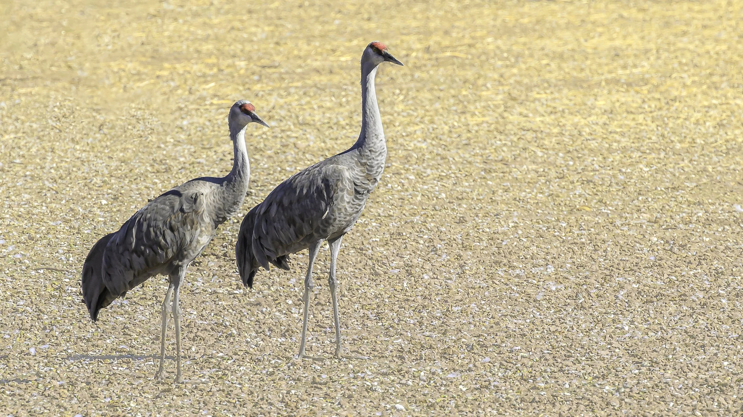 Sandhill Cranes