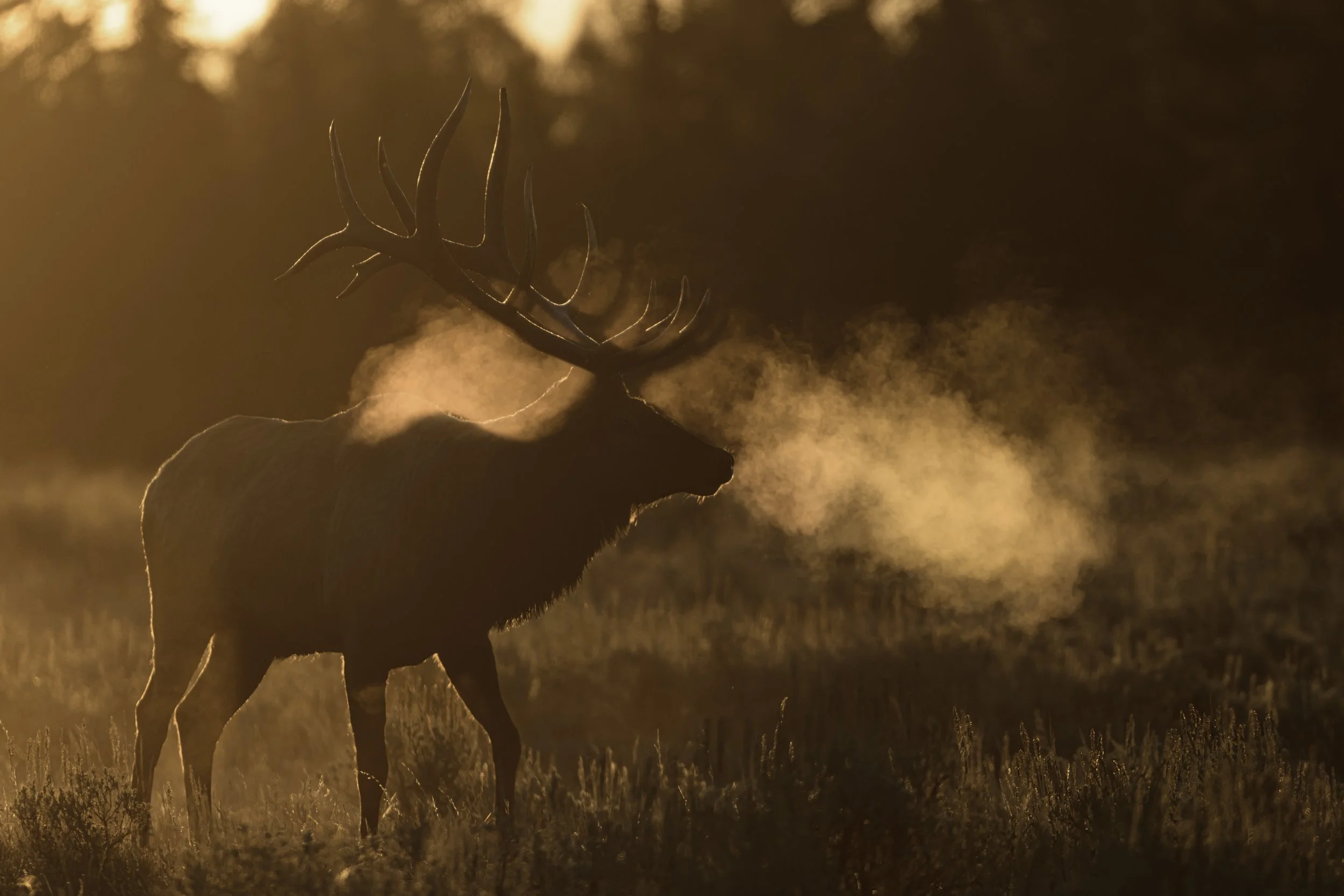 Rocky Mountain Bull Elk Morning Breath