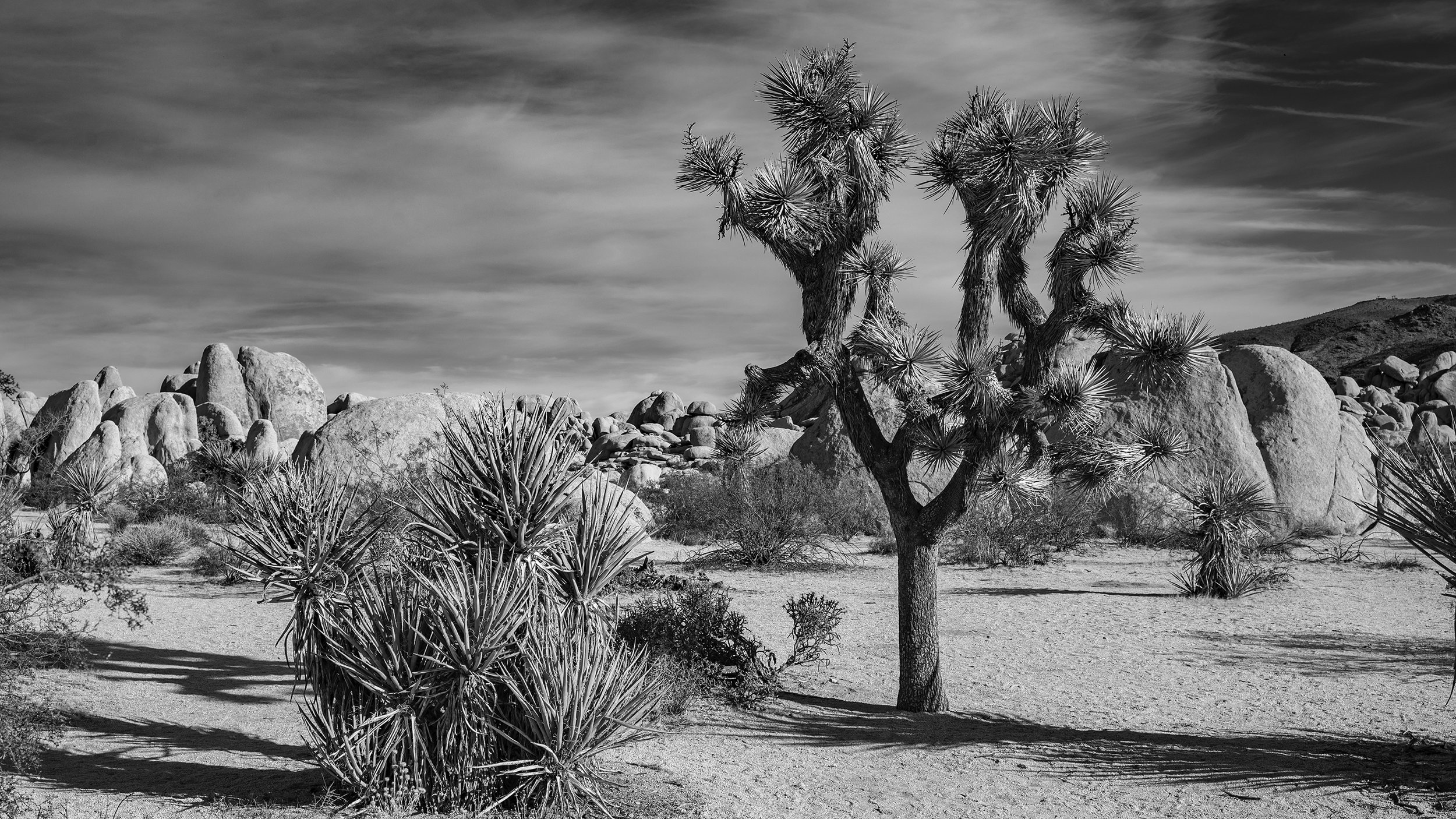 Joshua Tree National Park
