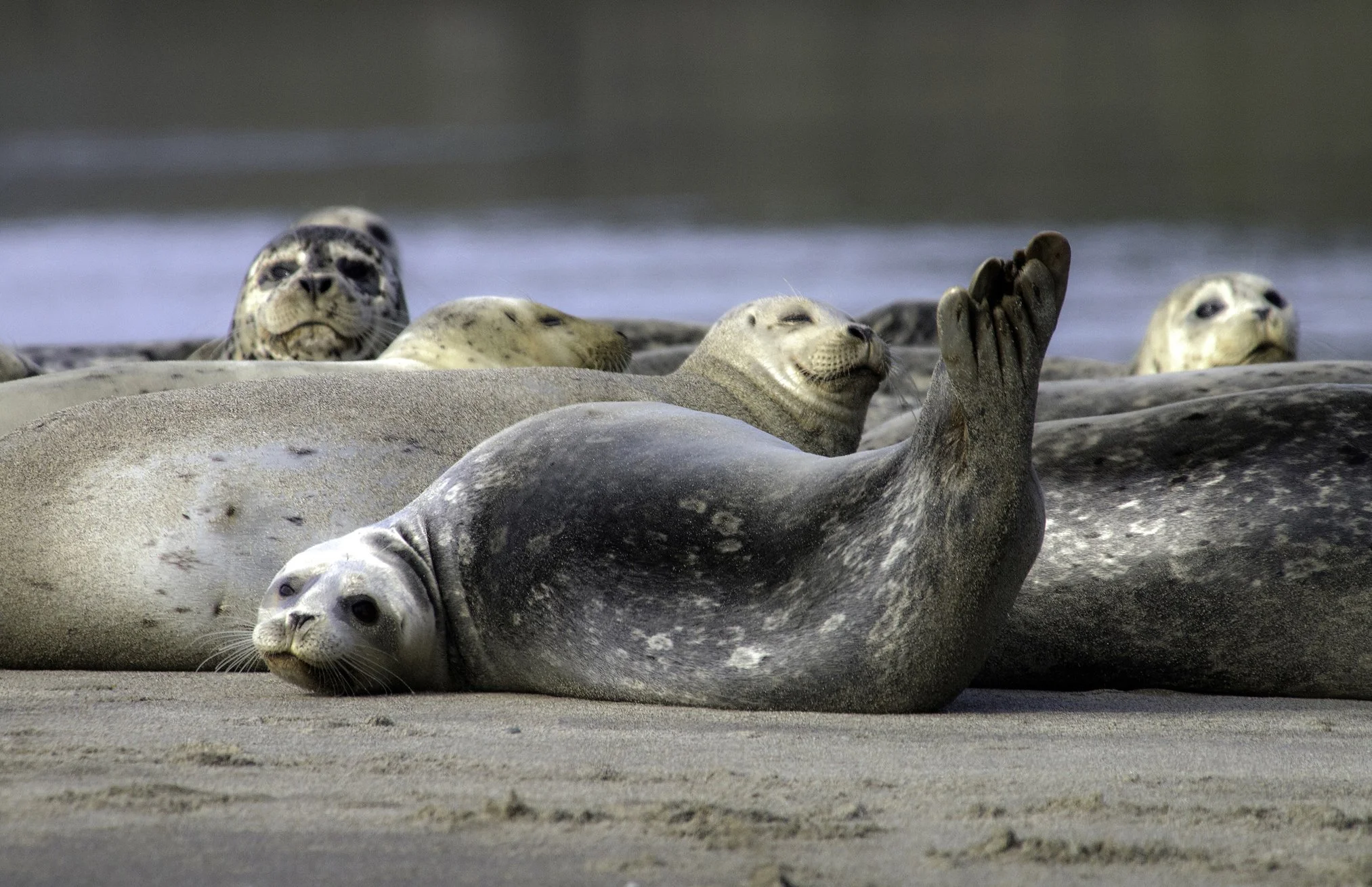 Harbor Seals