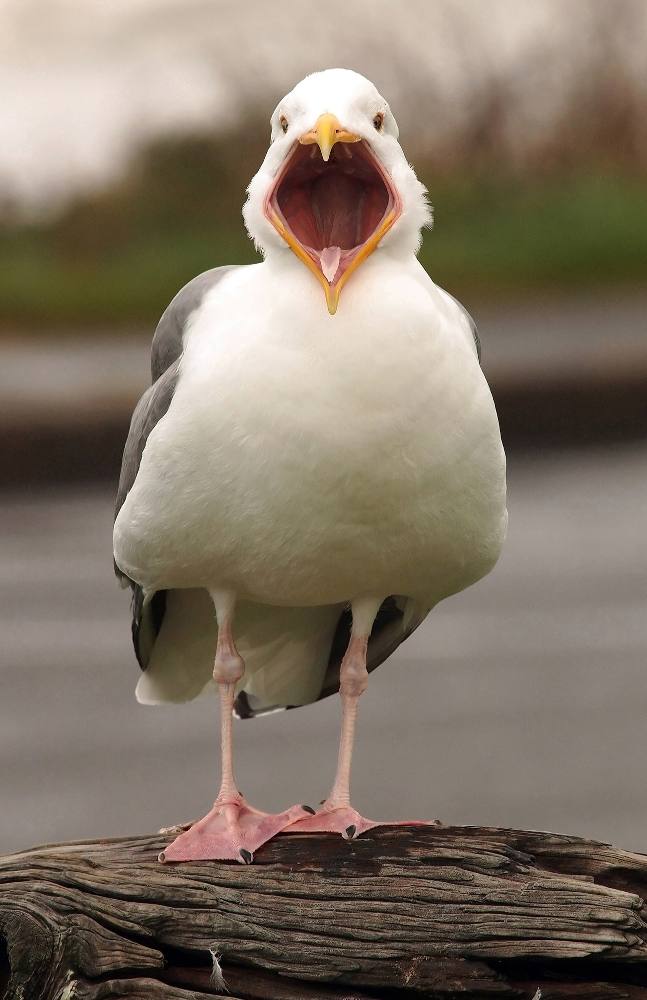 Gull Gawk