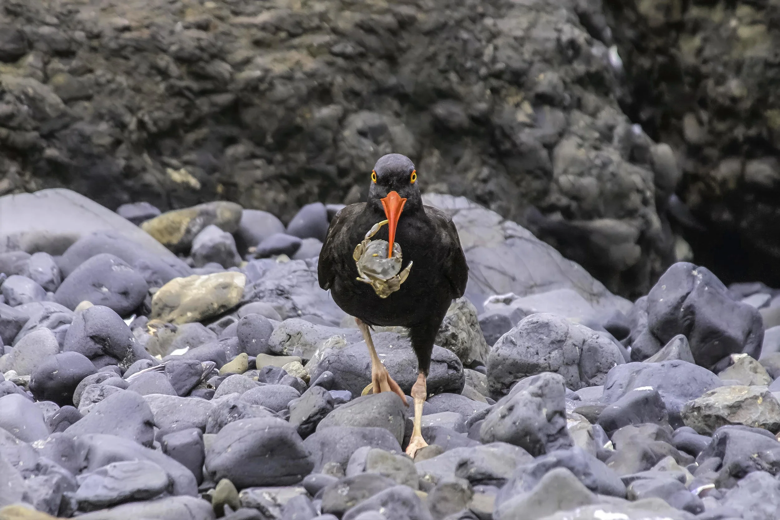 Black Oystercatcher