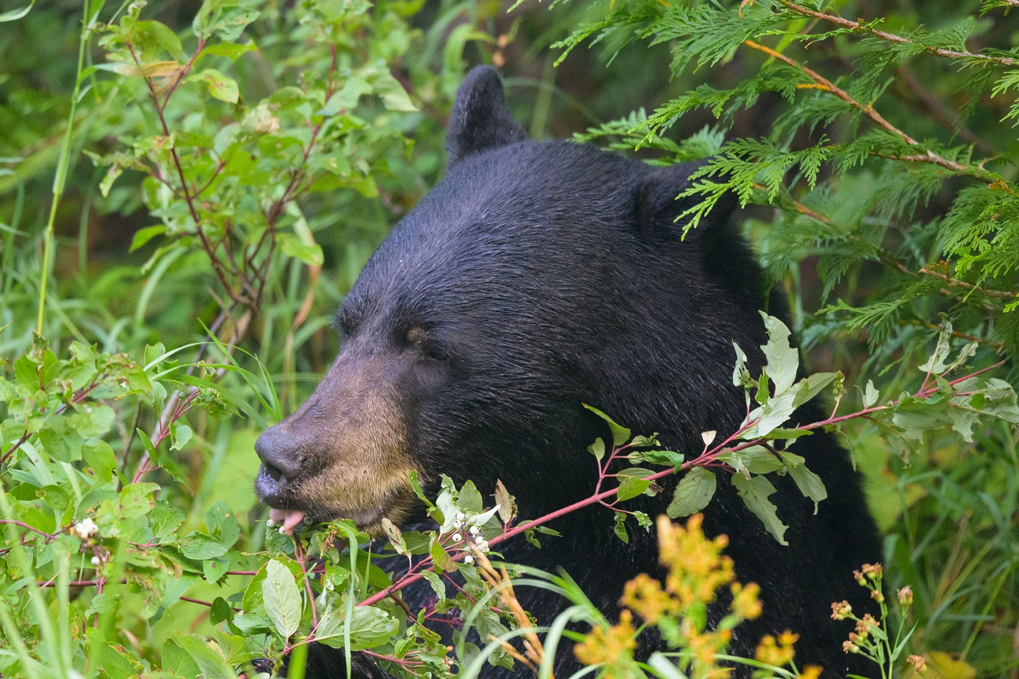 Black Bear at Glacier NP