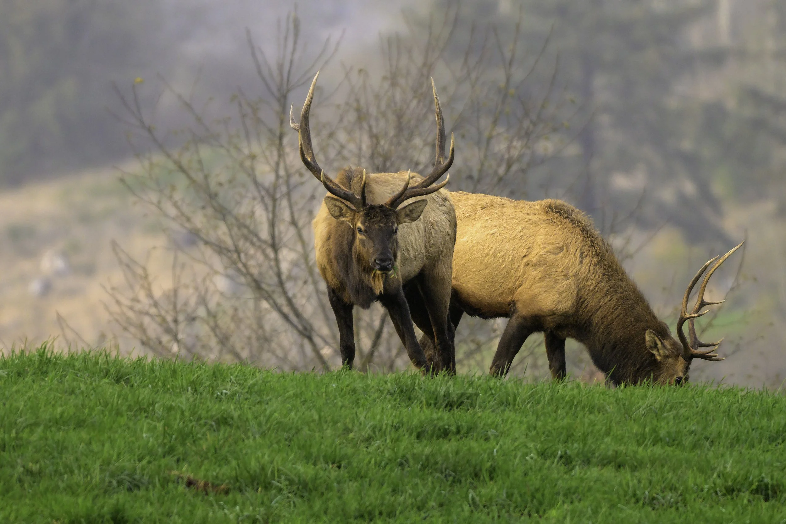 Nestucca Bay NWR Roosevelt Elk