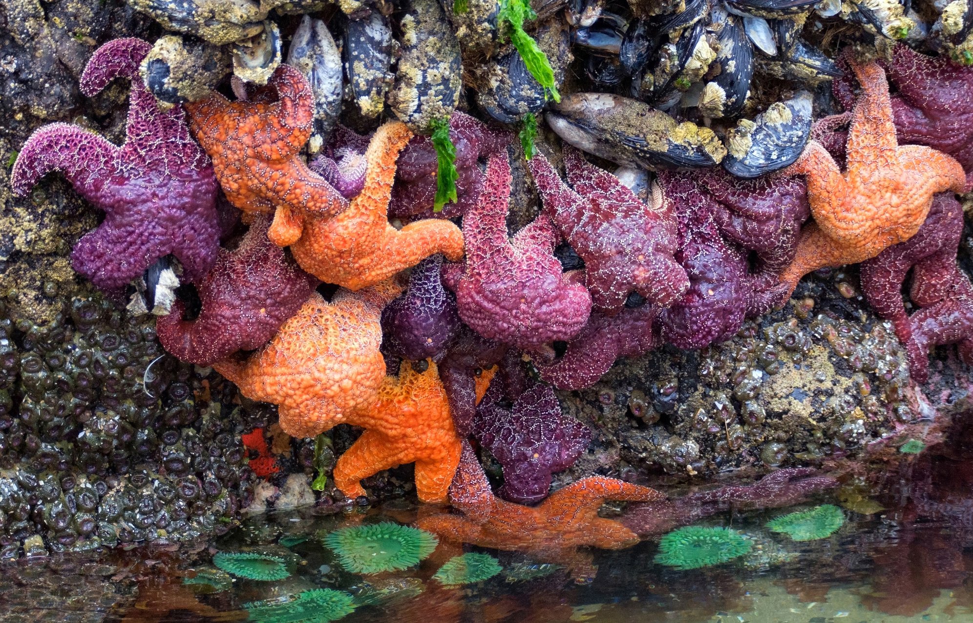 Tide Pool Sea Stars