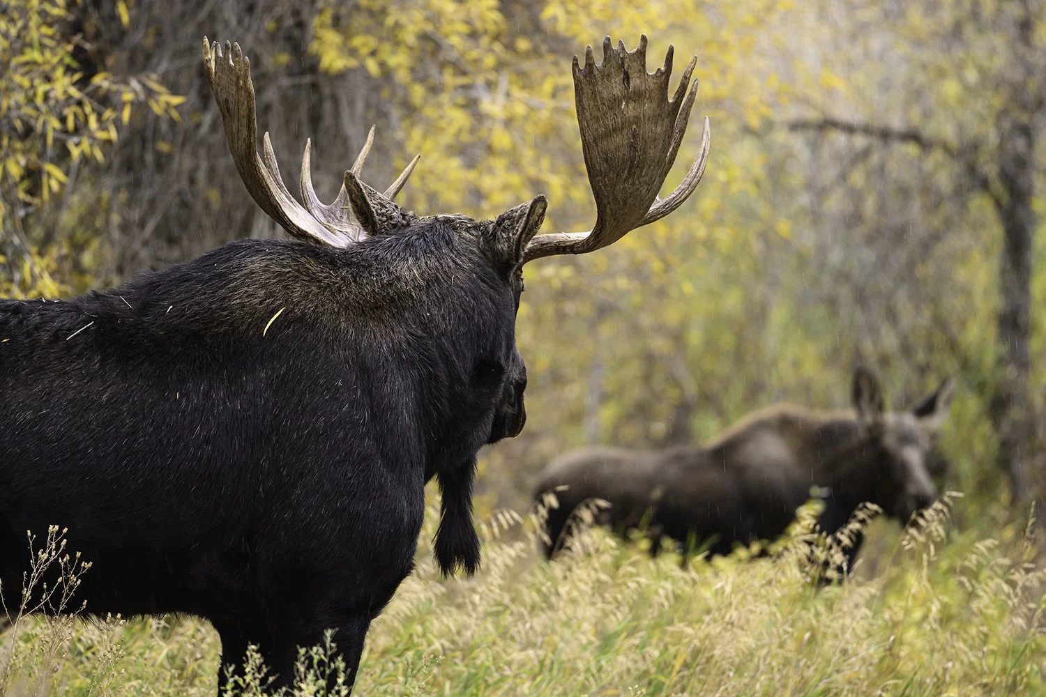 Grand Tetons NP Moose

