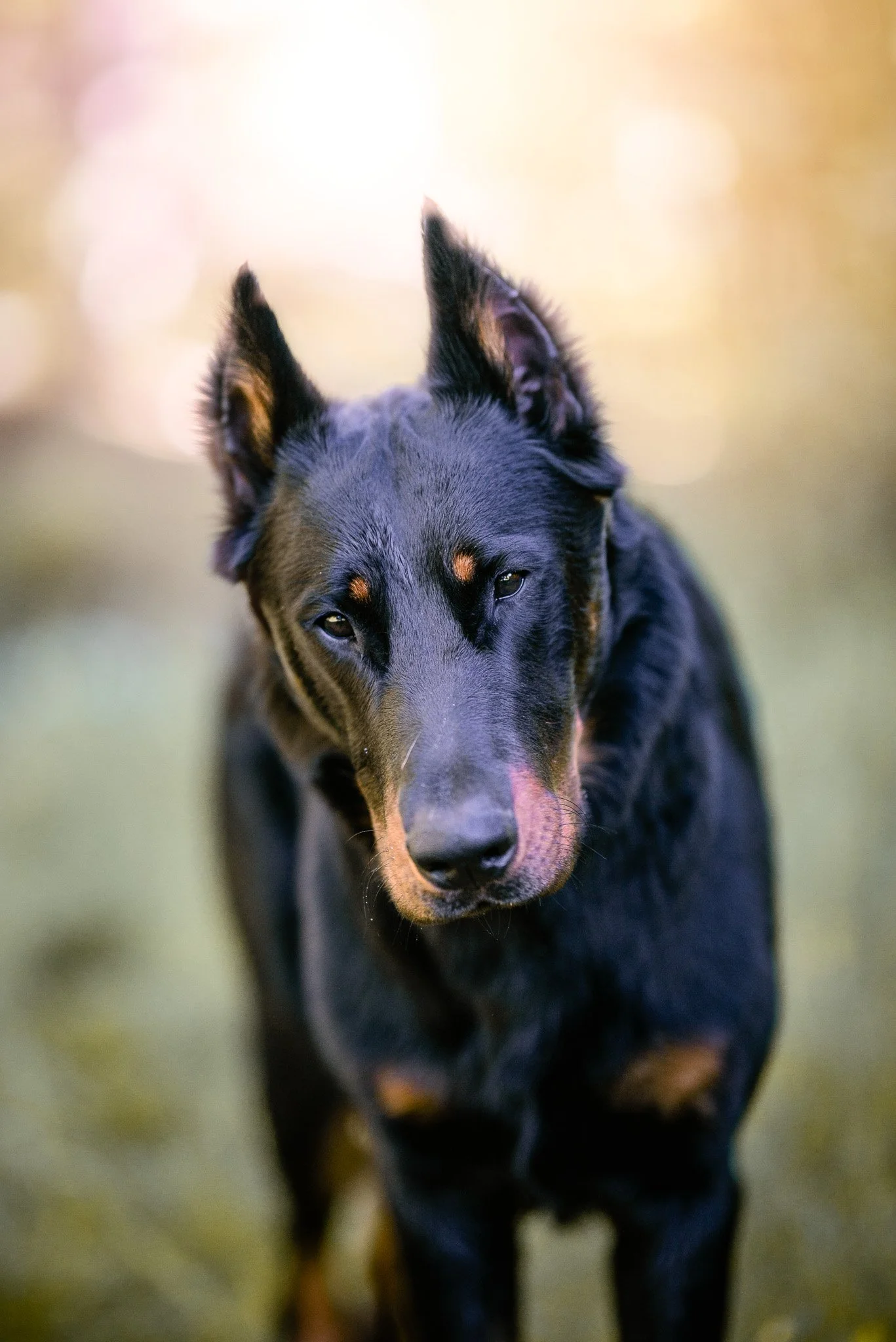 Azlan