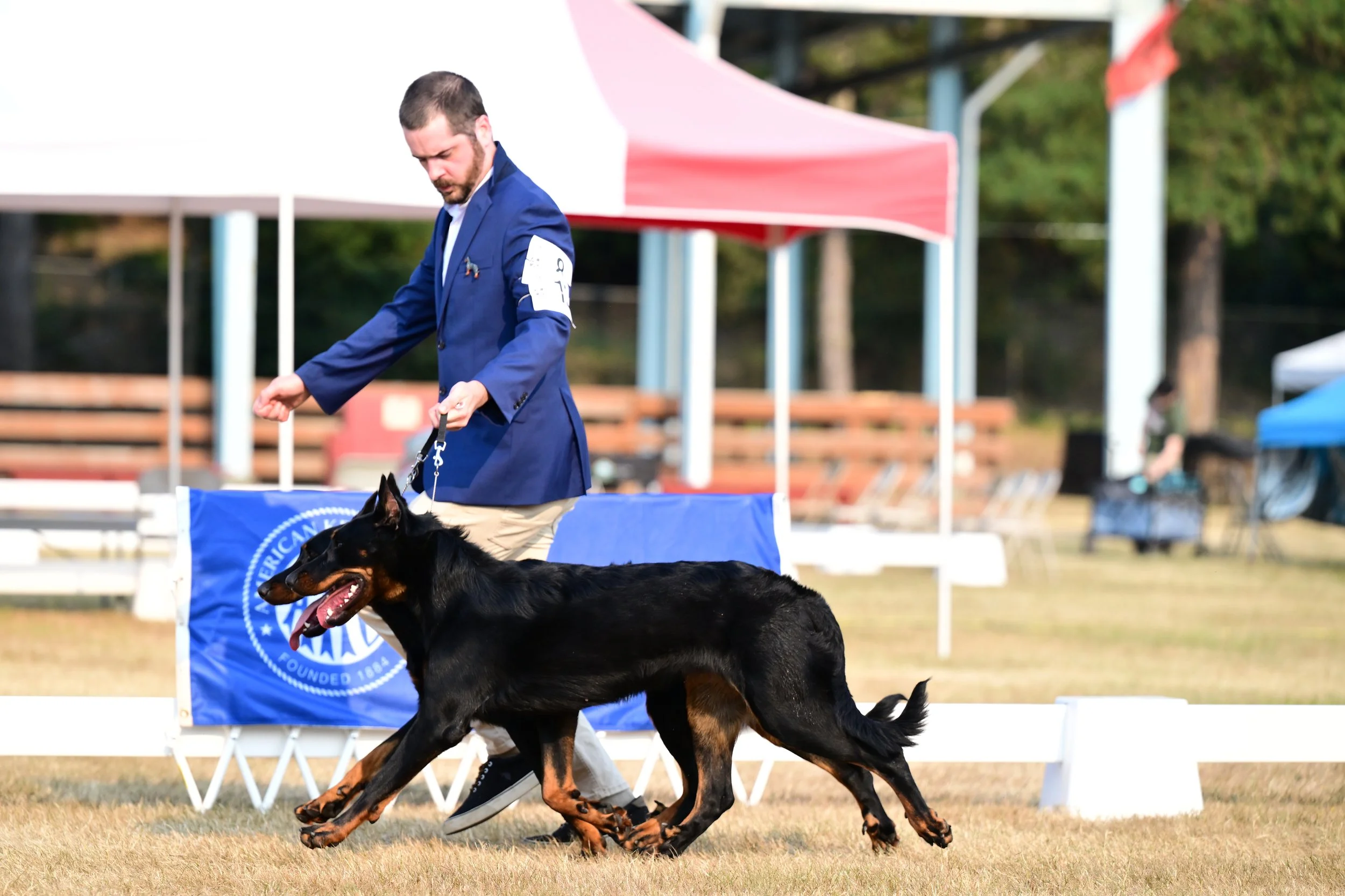 2608 Enumclaw Sangira Lux BeauceronBrace Candid Claudia Fri.AV1L3201.JPG