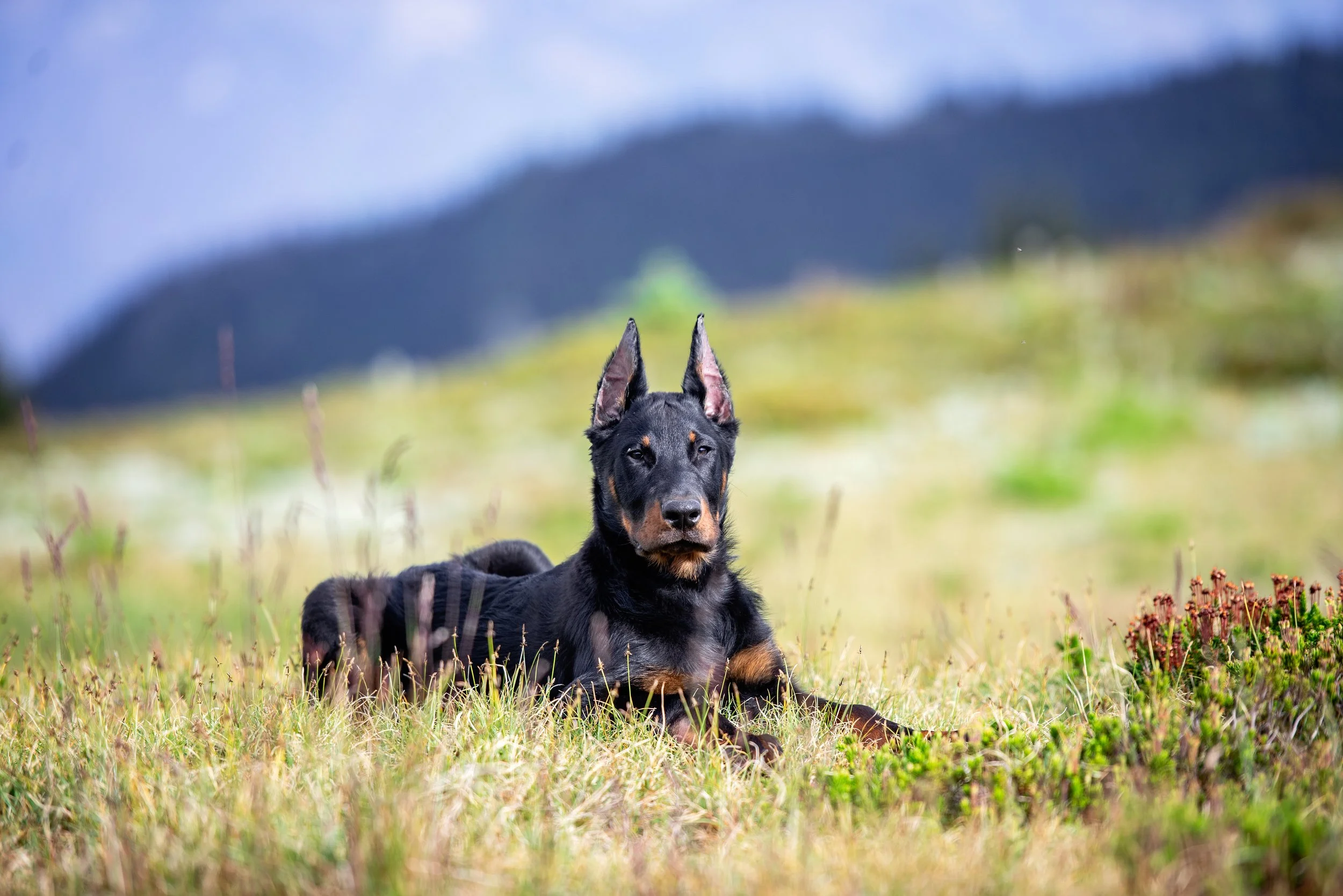 DSC_2881-Edit.jpg