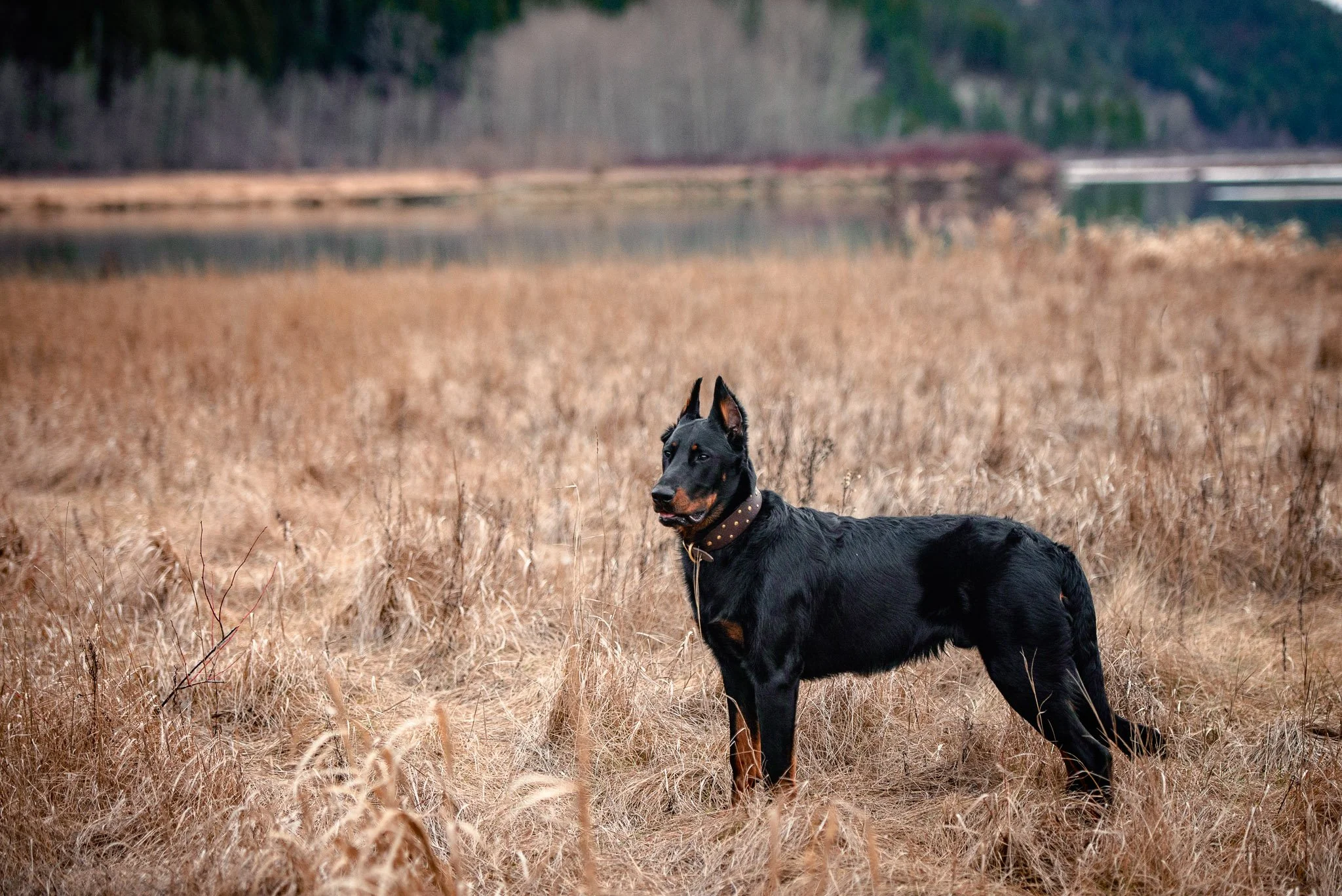DSC_7430-Edit.jpg