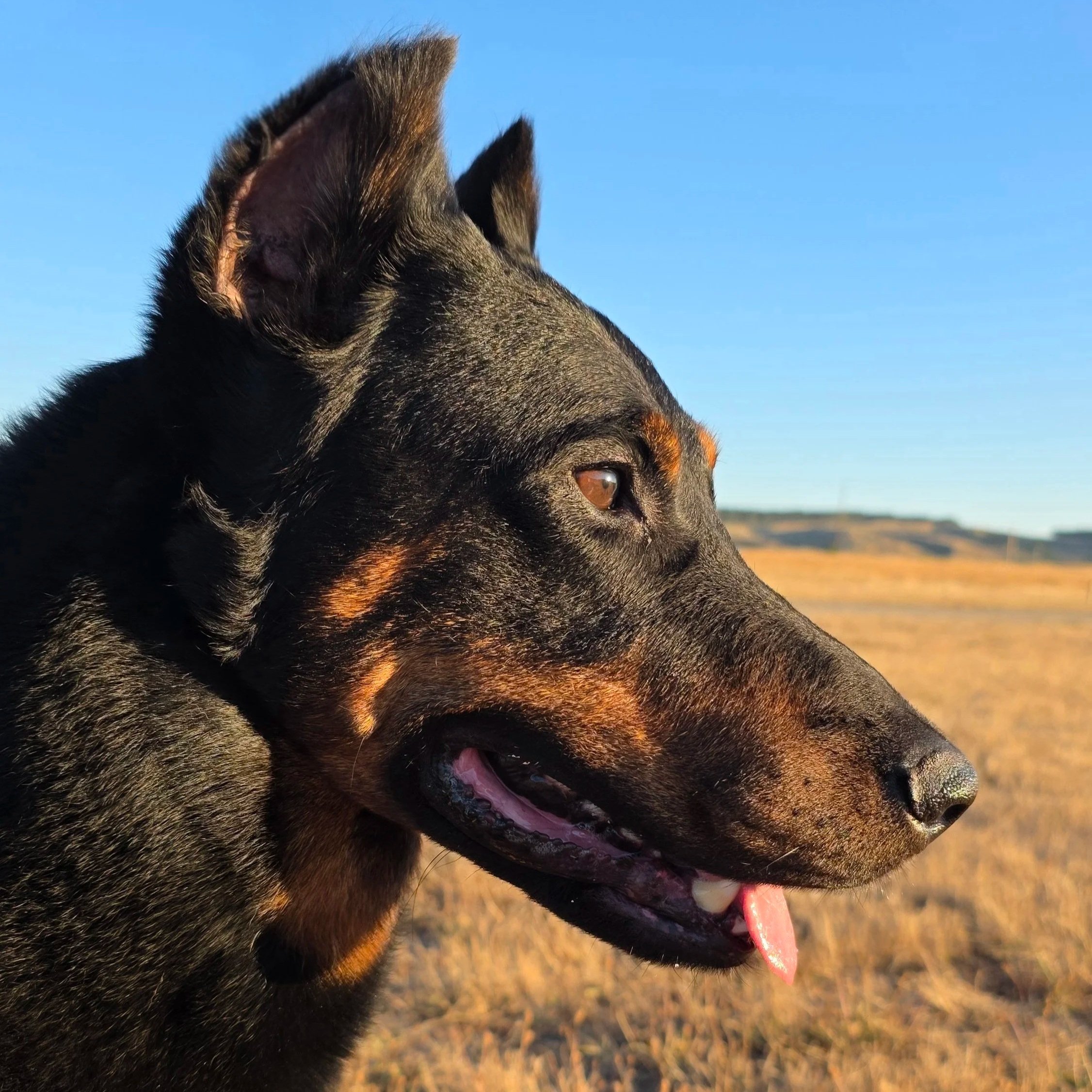 Finn